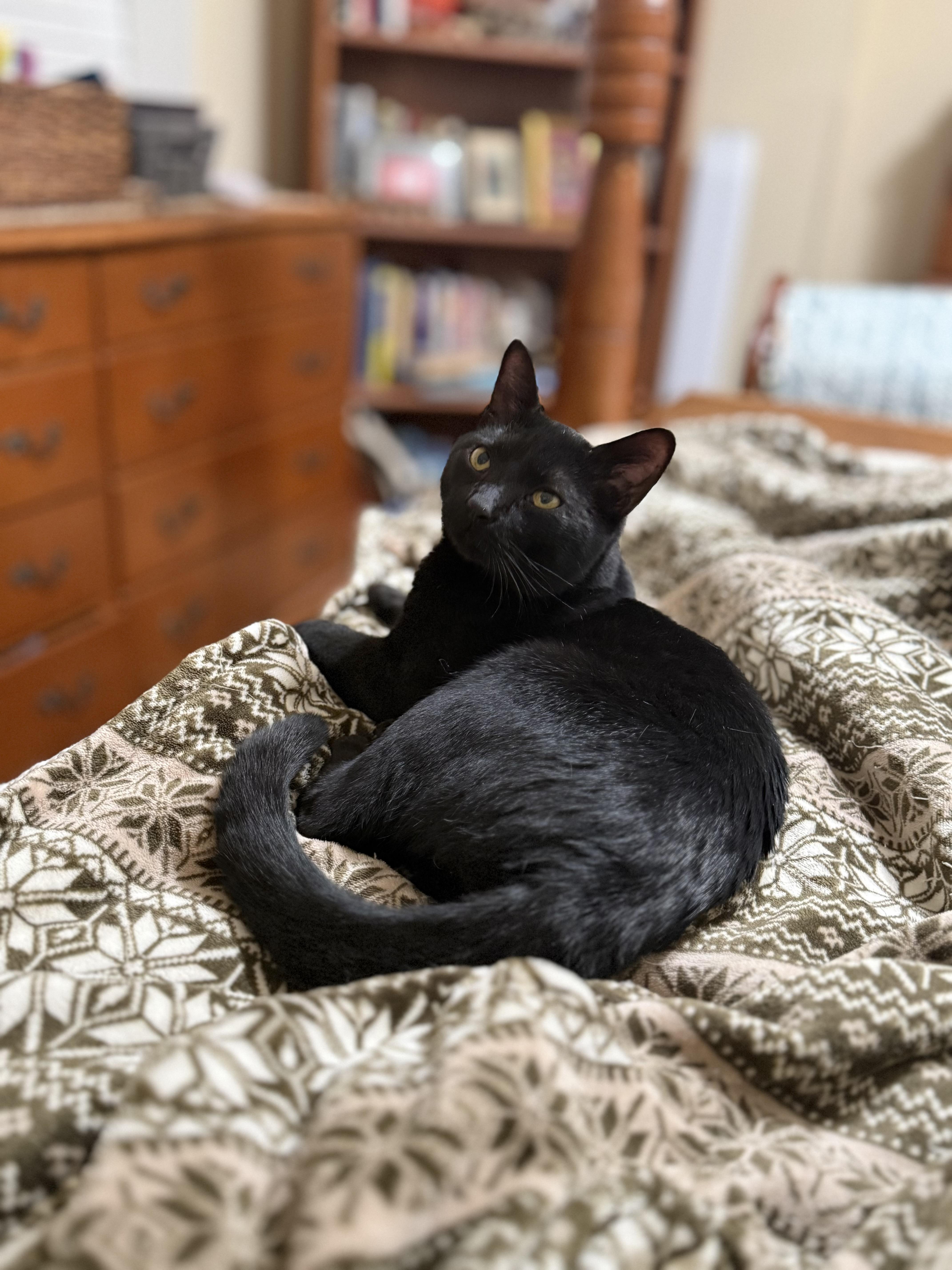Enlarge Caspian & Greg- Best Friends, an adopted Domestic Short Hair in Arlington, VA image 6/6