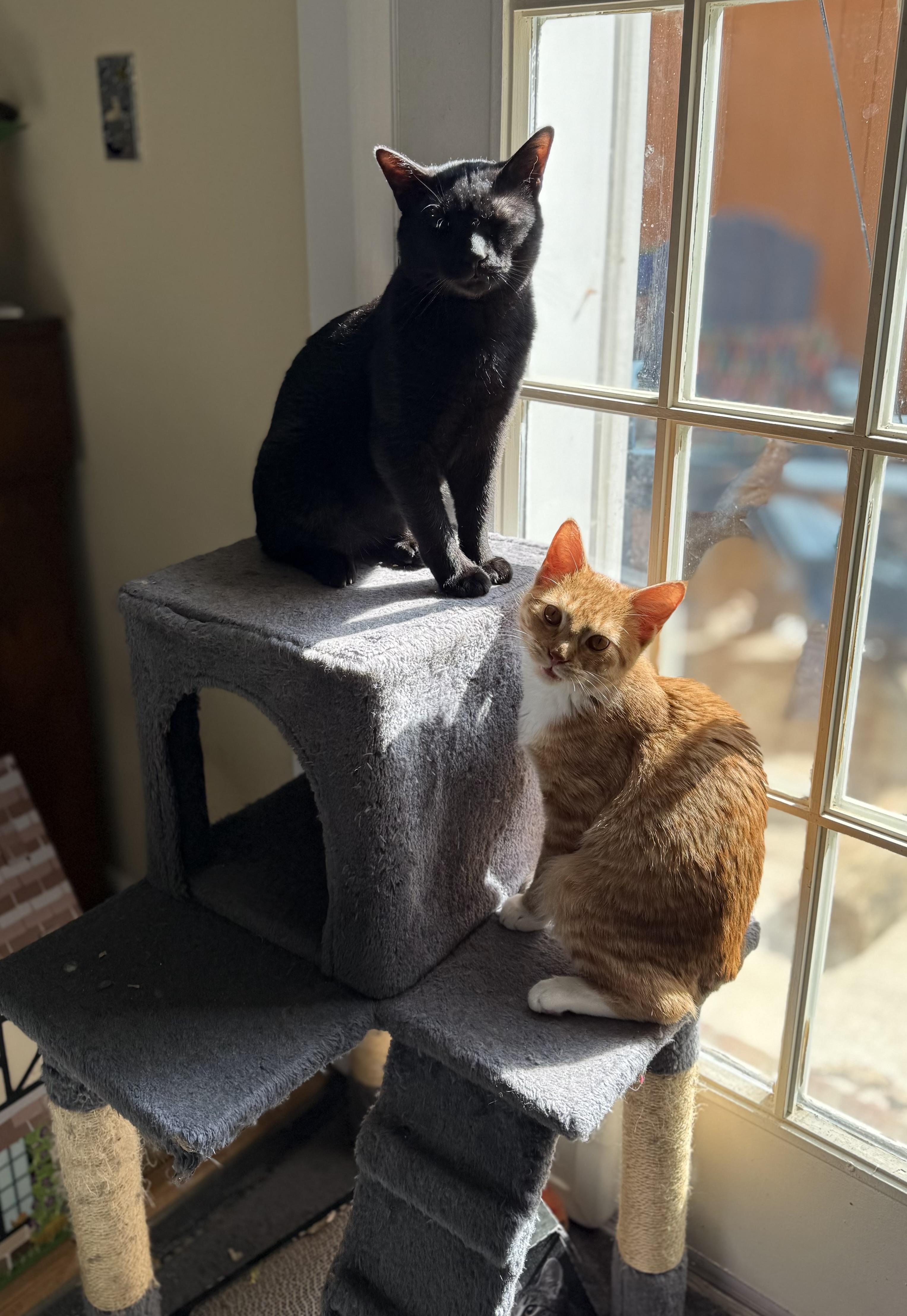 Enlarge Caspian & Greg- Best Friends, an adopted Domestic Short Hair in Arlington, VA image 2/6