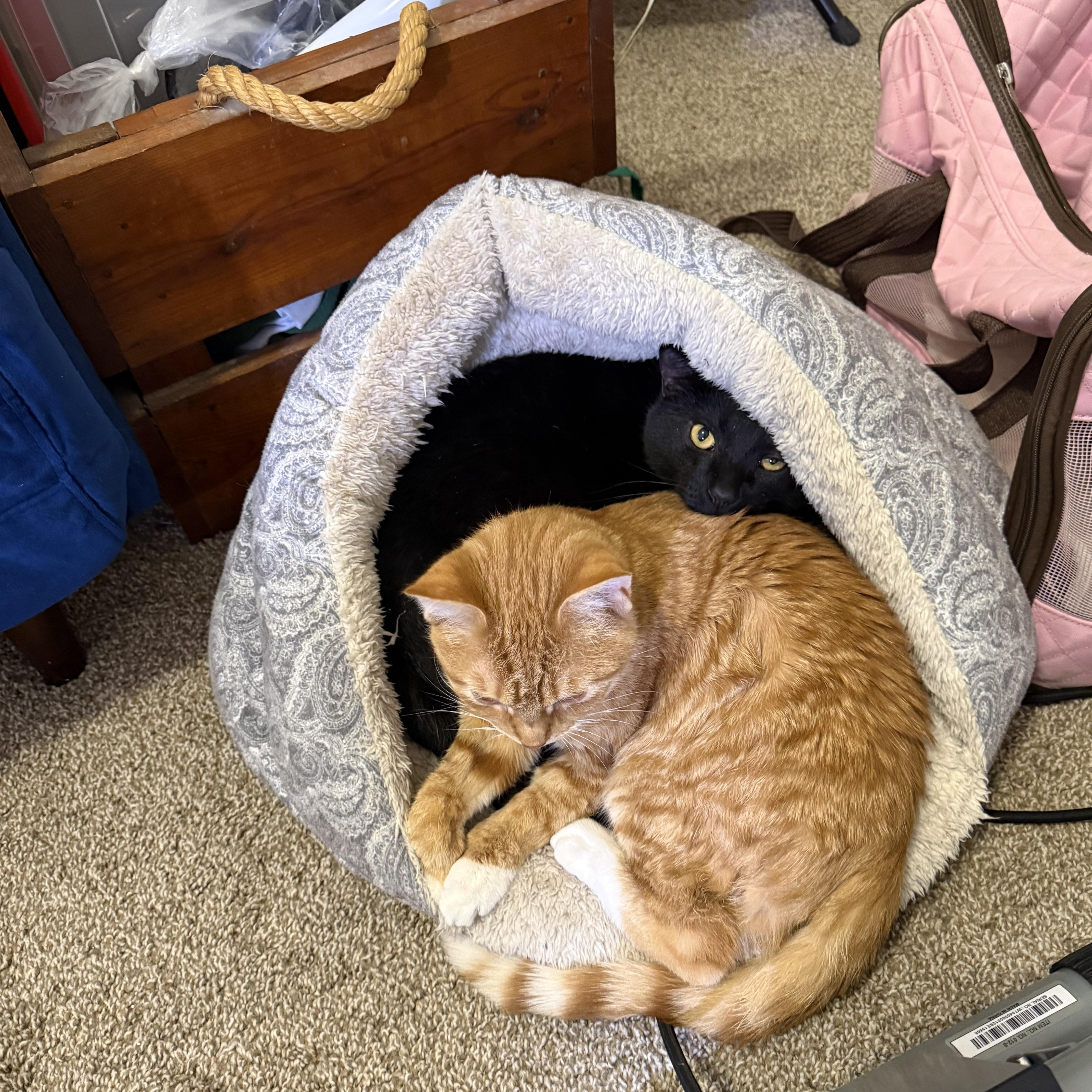 Enlarge Caspian & Greg- Best Friends, an adopted Domestic Short Hair in Arlington, VA image 3/6
