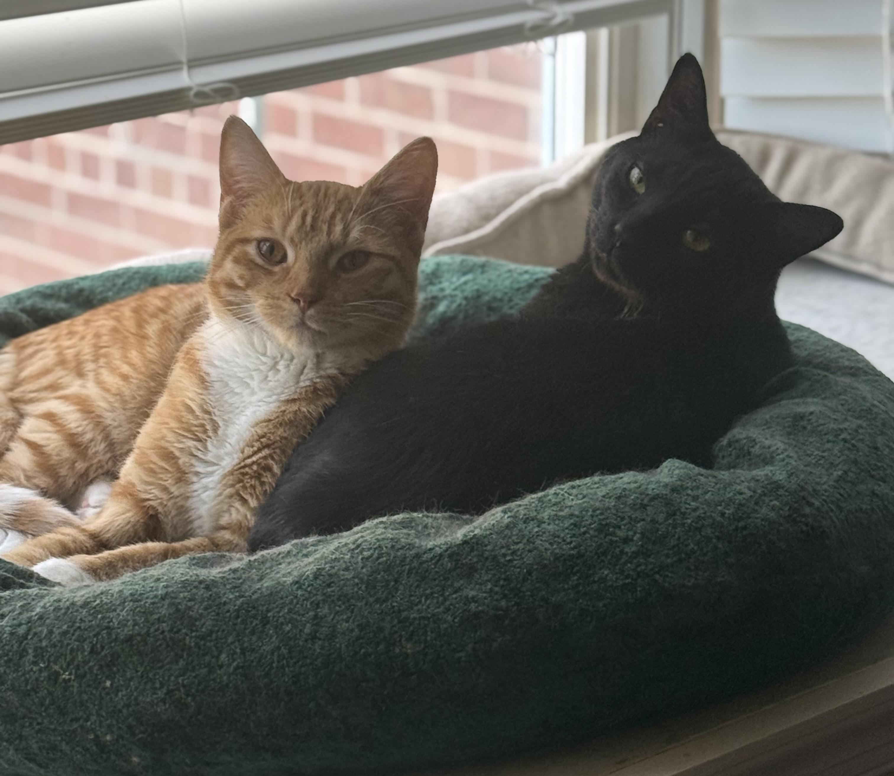 Enlarge Caspian & Greg- Best Friends, an adopted Domestic Short Hair in Arlington, VA image 1/6