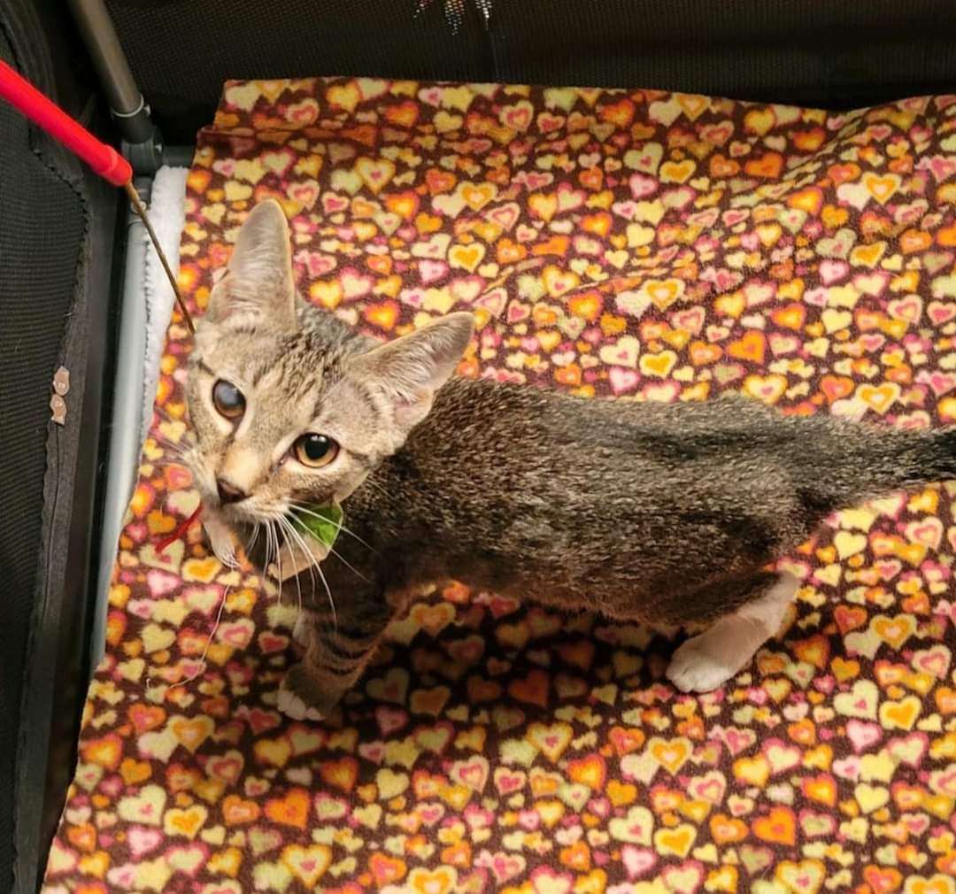 Enlarge Wrangler, a Adoptable Domestic Short Hair in Sykesville, MD image 1/3