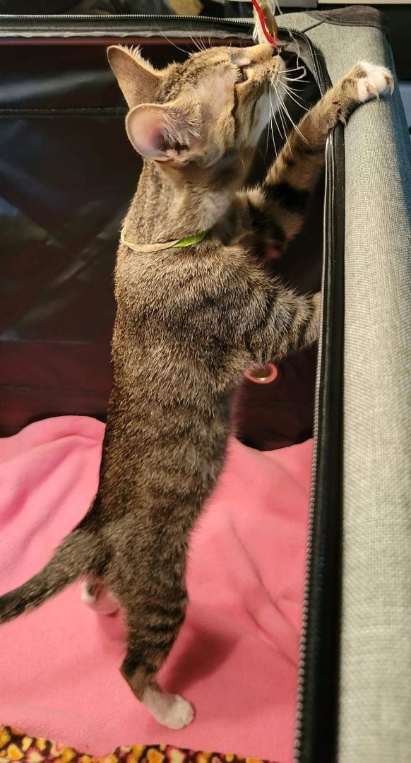 Enlarge Wrangler, a Adoptable Domestic Short Hair in Sykesville, MD image 3/3