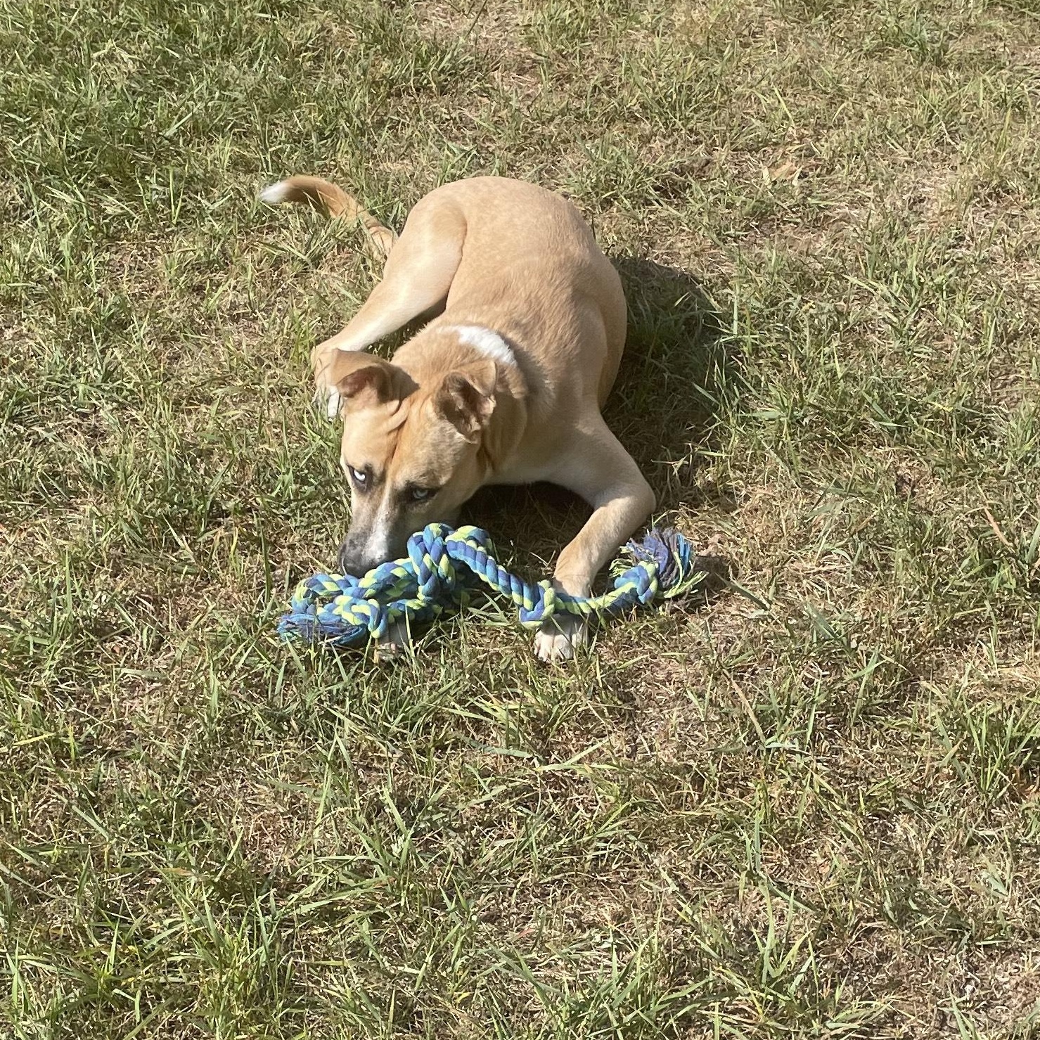 Enlarge Dublin Courtesy Listed, a Adoptable mixed breed in Midland, MI image 4/6