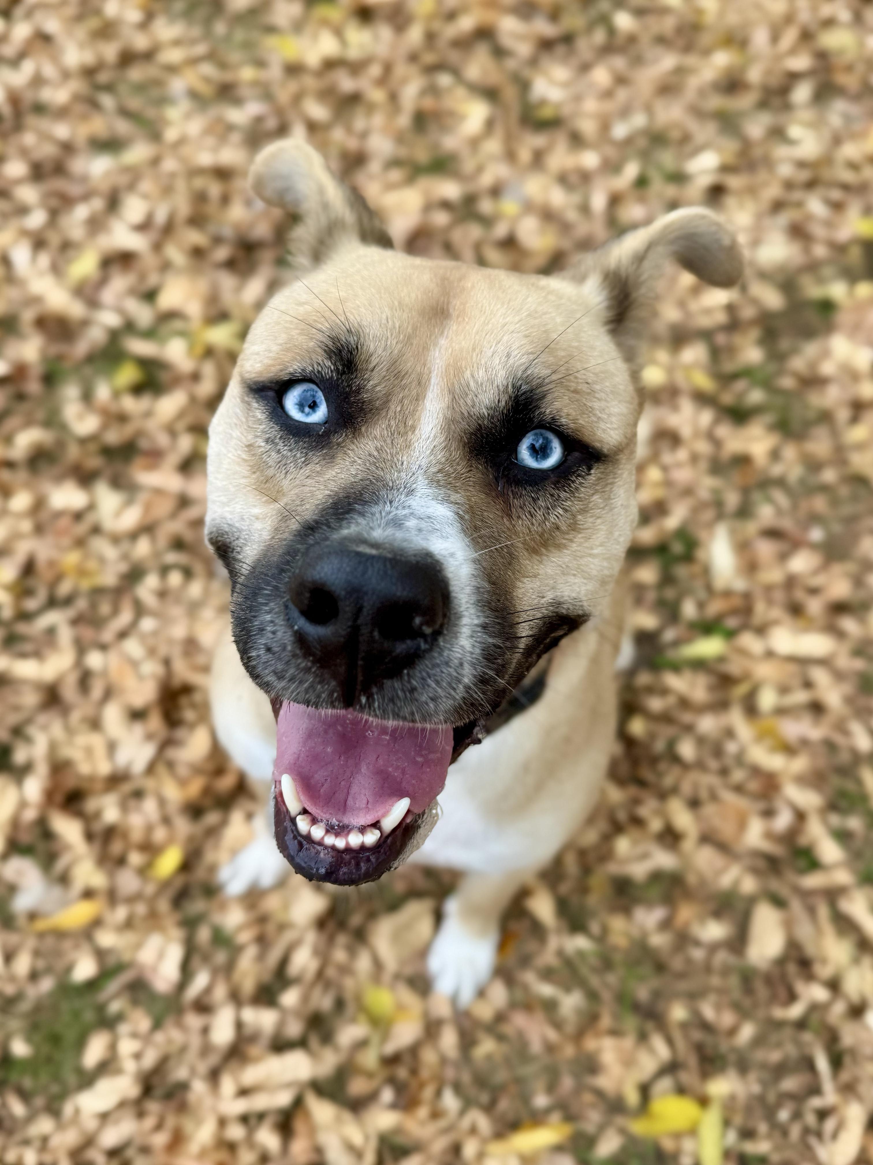 Enlarge Dublin, a Adoptable mixed breed in Midland, MI image 1/5