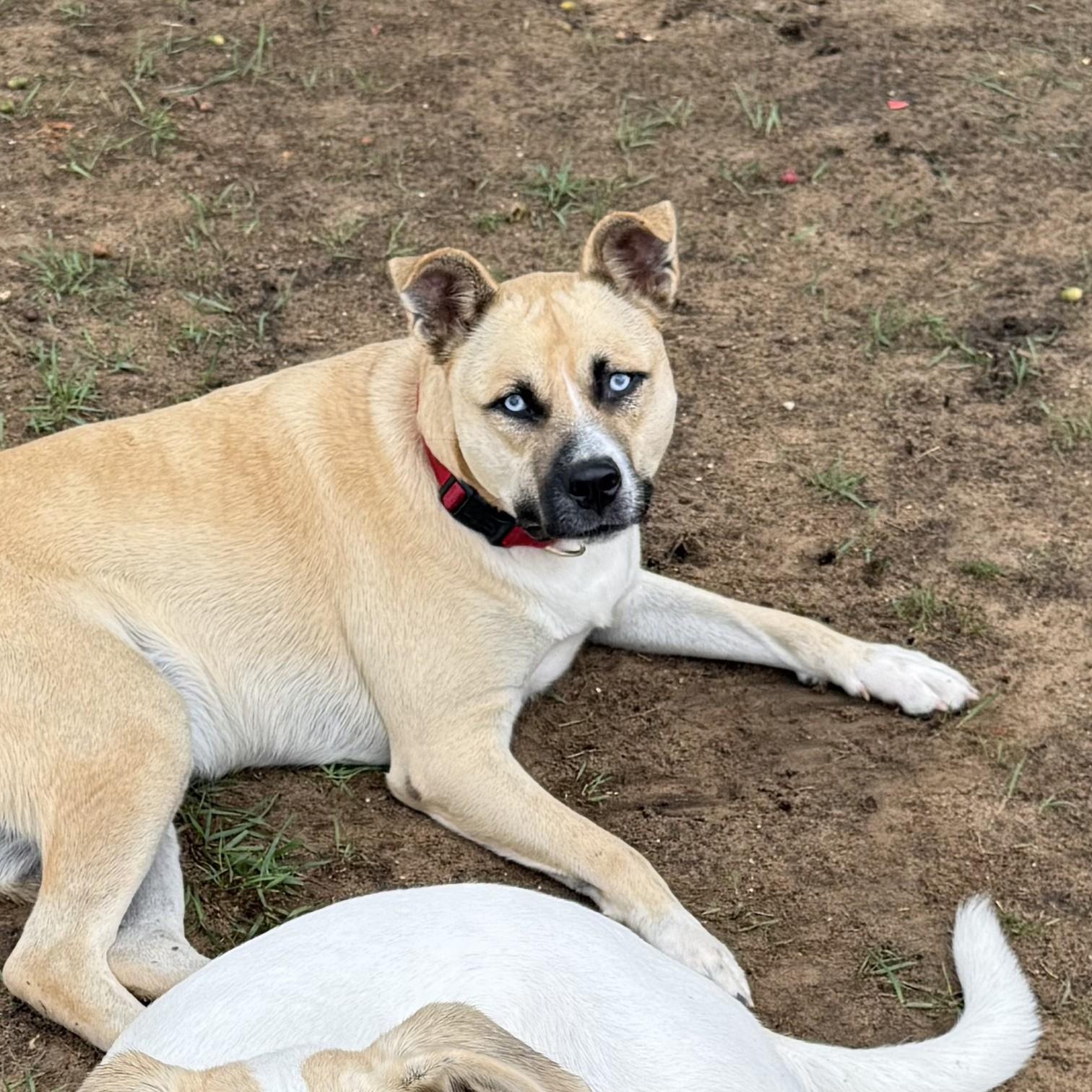 Enlarge Dublin Courtesy Listed, a Adoptable mixed breed in Midland, MI image 1/6