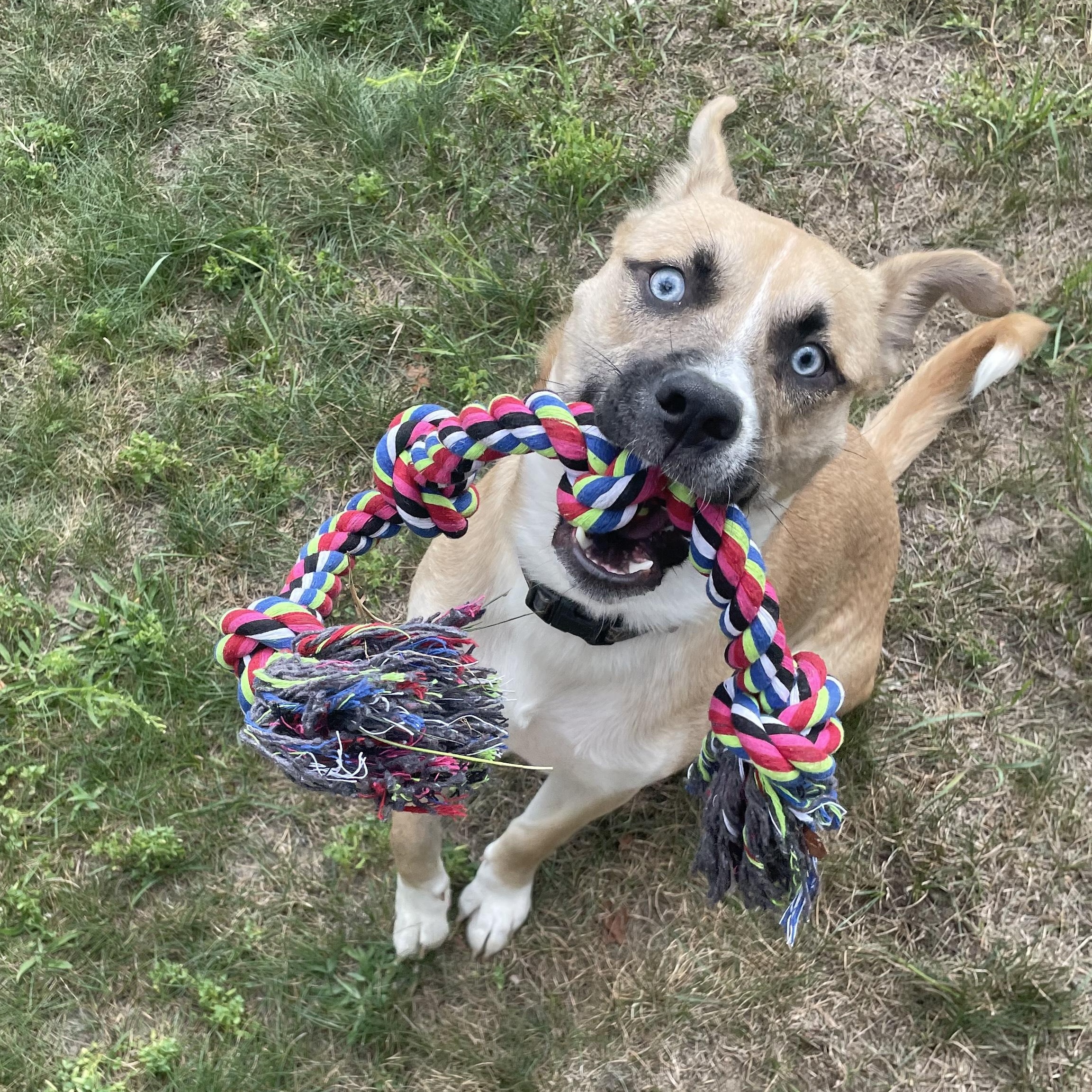 Enlarge Dublin Courtesy Listed, a Adoptable mixed breed in Midland, MI image 3/6