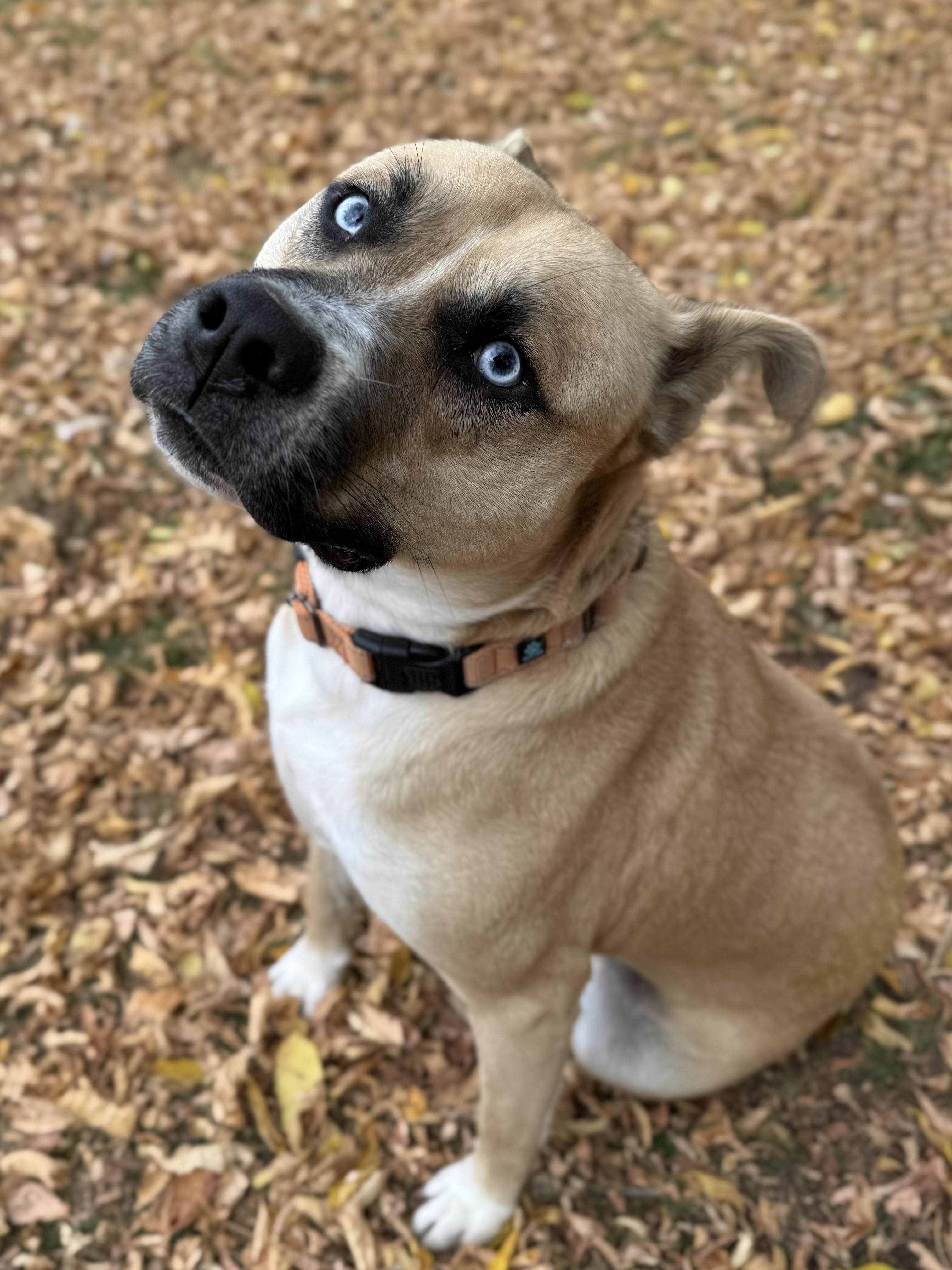 Enlarge Dublin, a Adoptable mixed breed in Midland, MI image 4/5