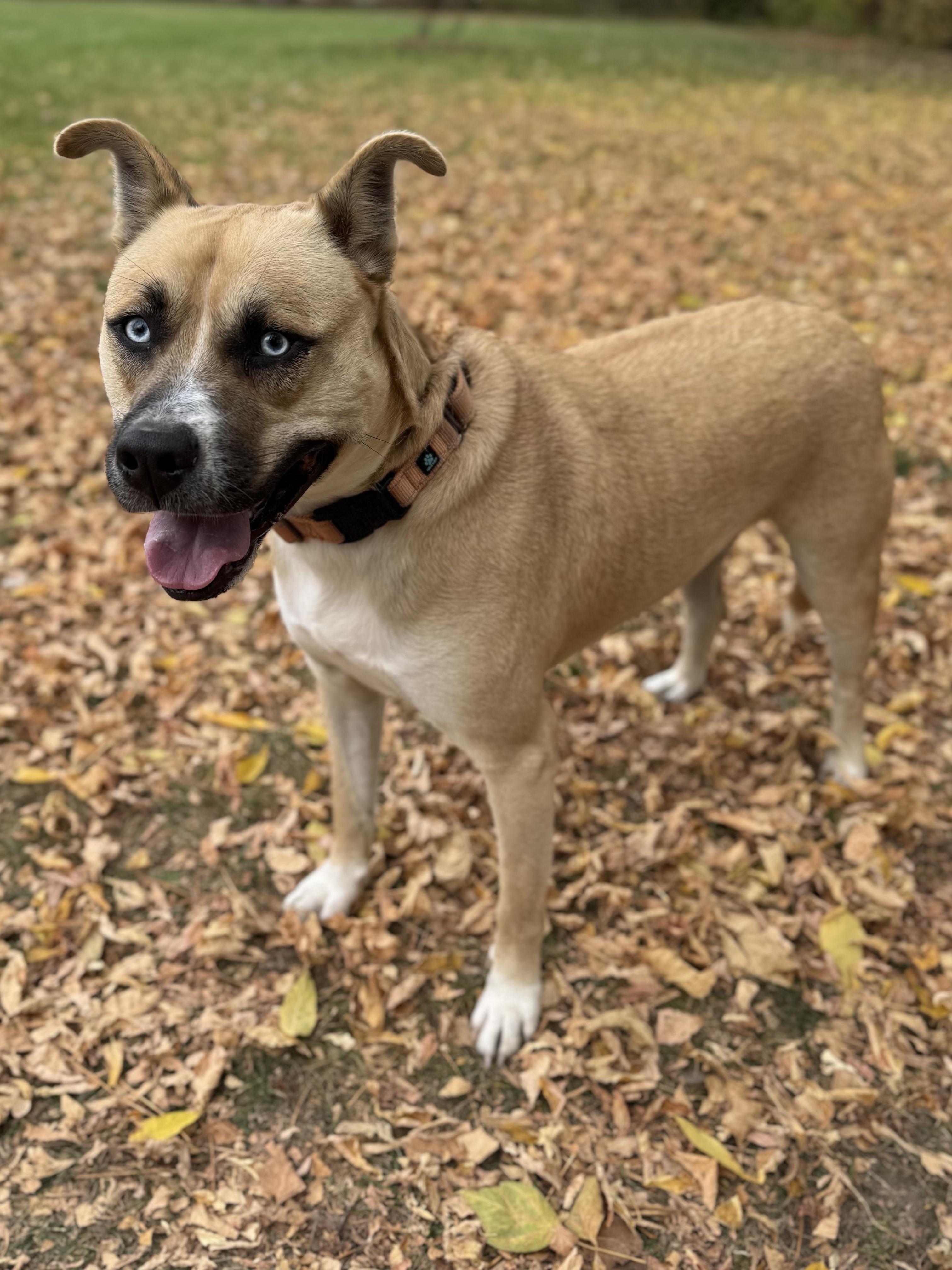 Enlarge Dublin, a Adoptable mixed breed in Midland, MI image 3/5