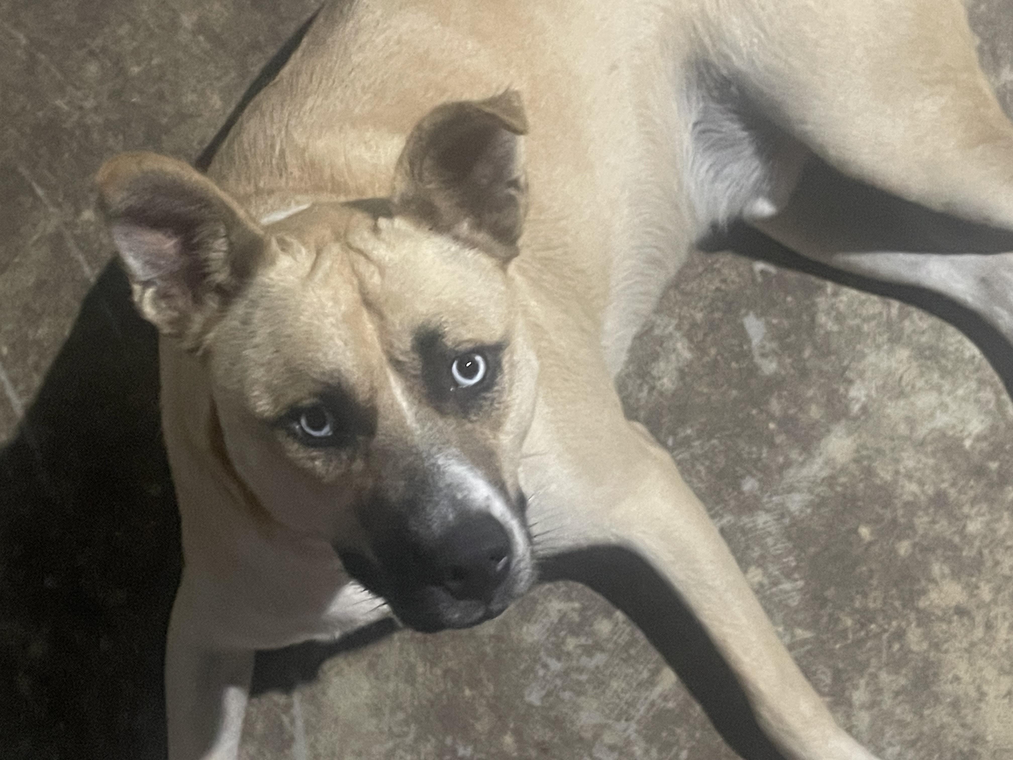 Enlarge Dublin Courtesy Listed, a Adoptable mixed breed in Midland, MI image 6/6