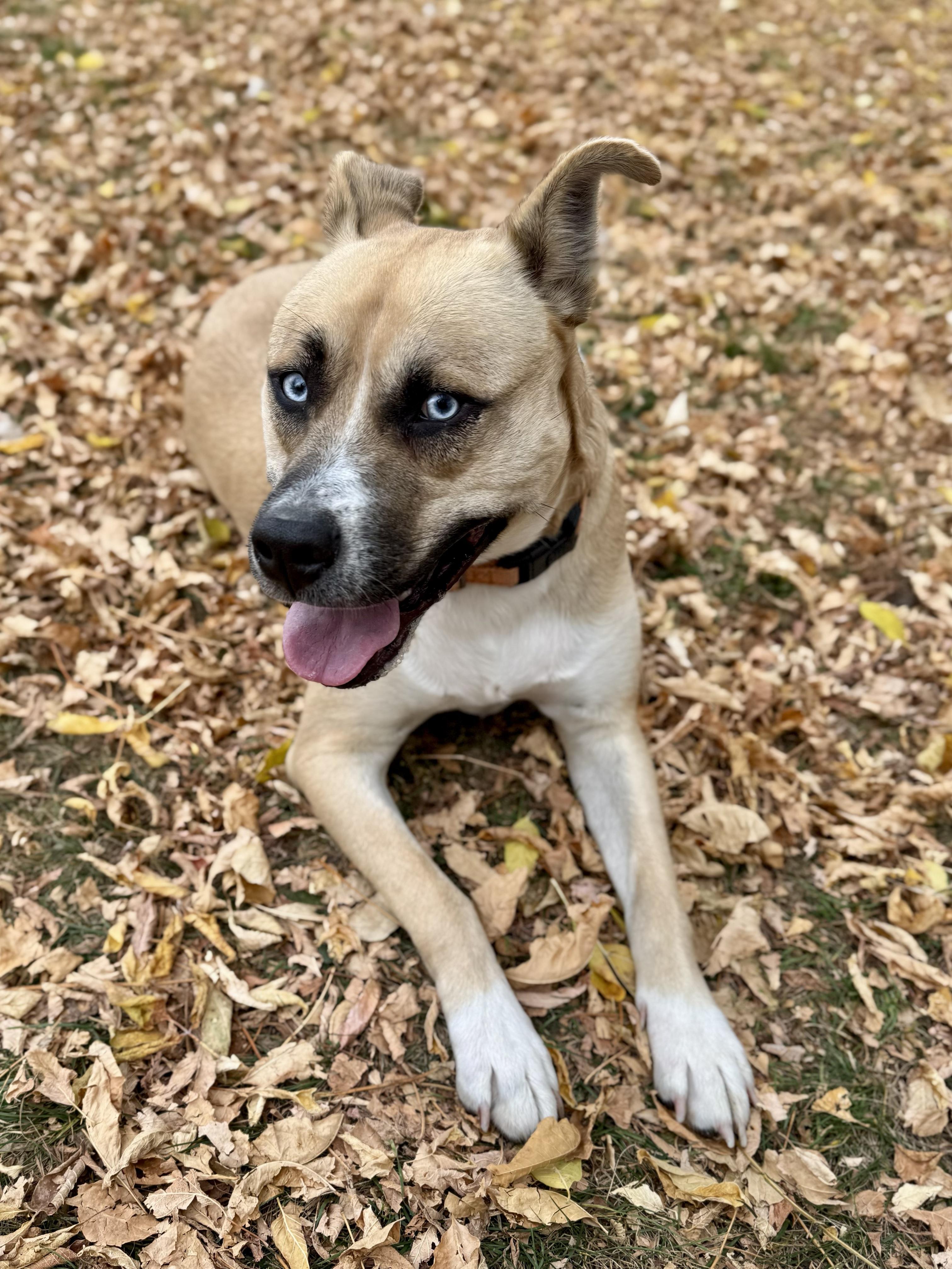 Enlarge Dublin, a Adoptable mixed breed in Midland, MI image 2/5