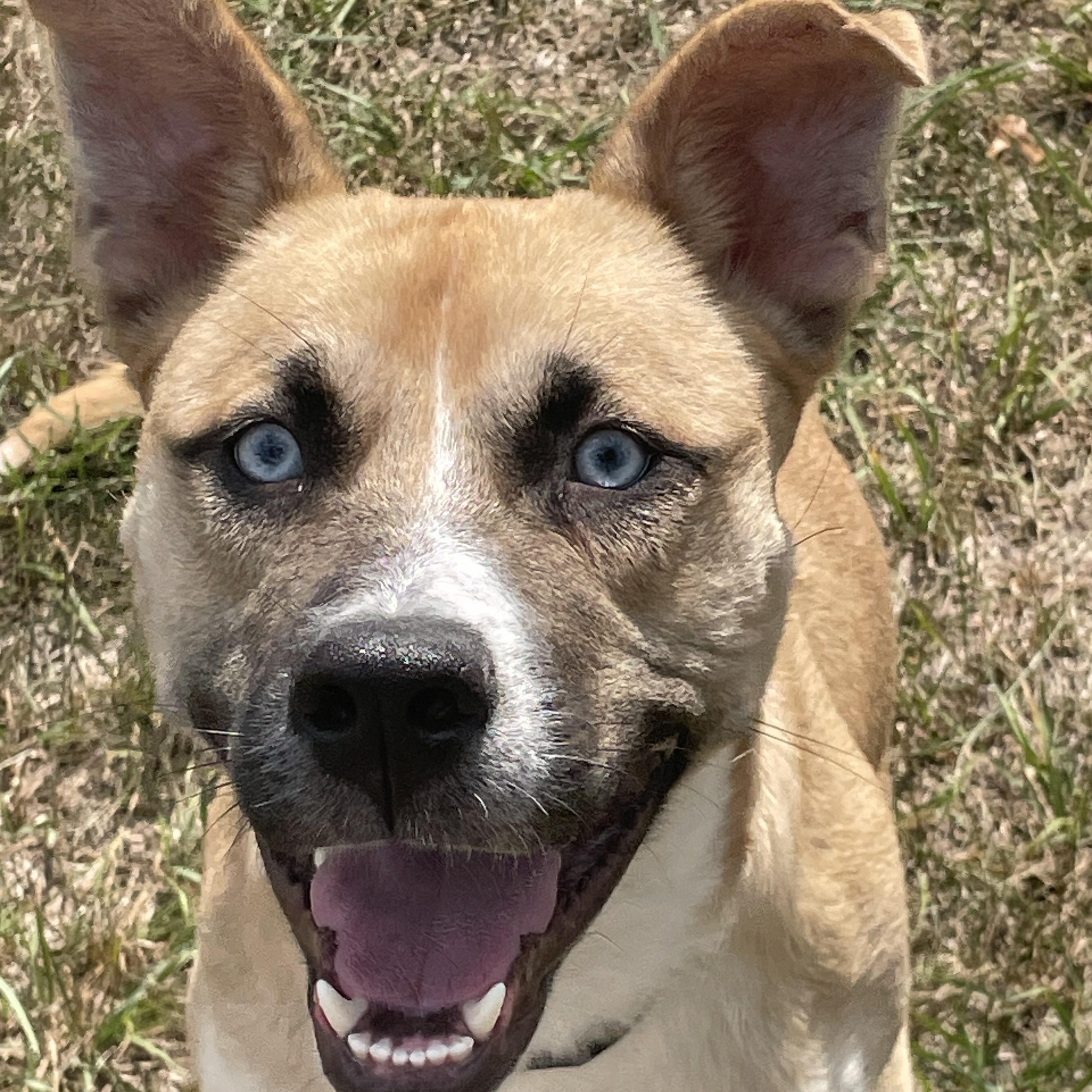 Enlarge Dublin Courtesy Listed, a Adoptable mixed breed in Midland, MI image 2/6