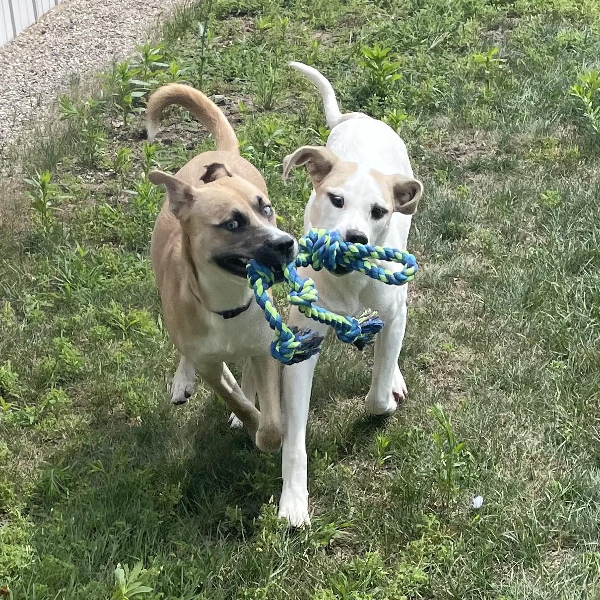 Enlarge Dublin Courtesy Listed, a Adoptable mixed breed in Midland, MI image 5/6
