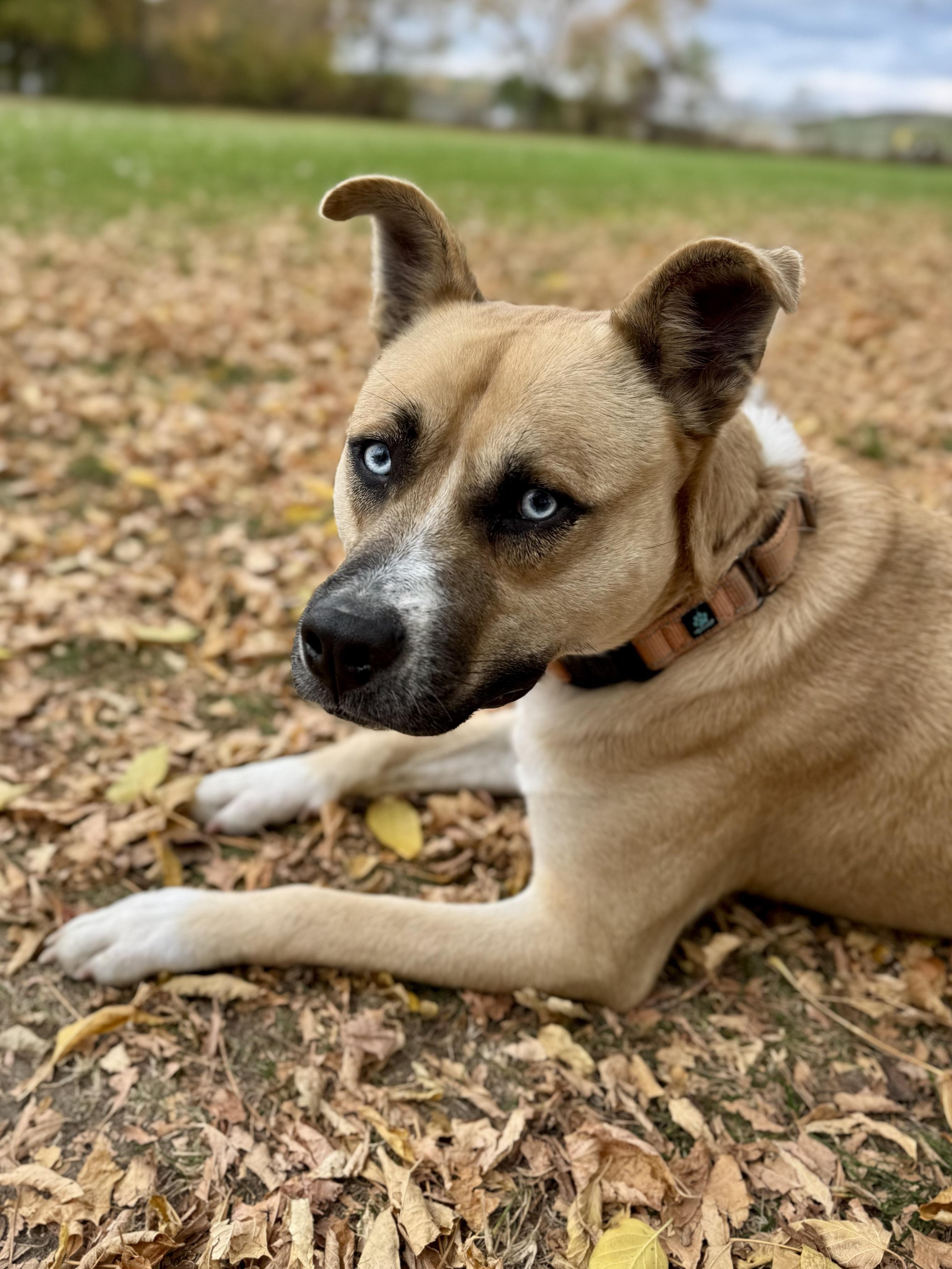 Enlarge Dublin, a Adoptable mixed breed in Midland, MI image 5/5