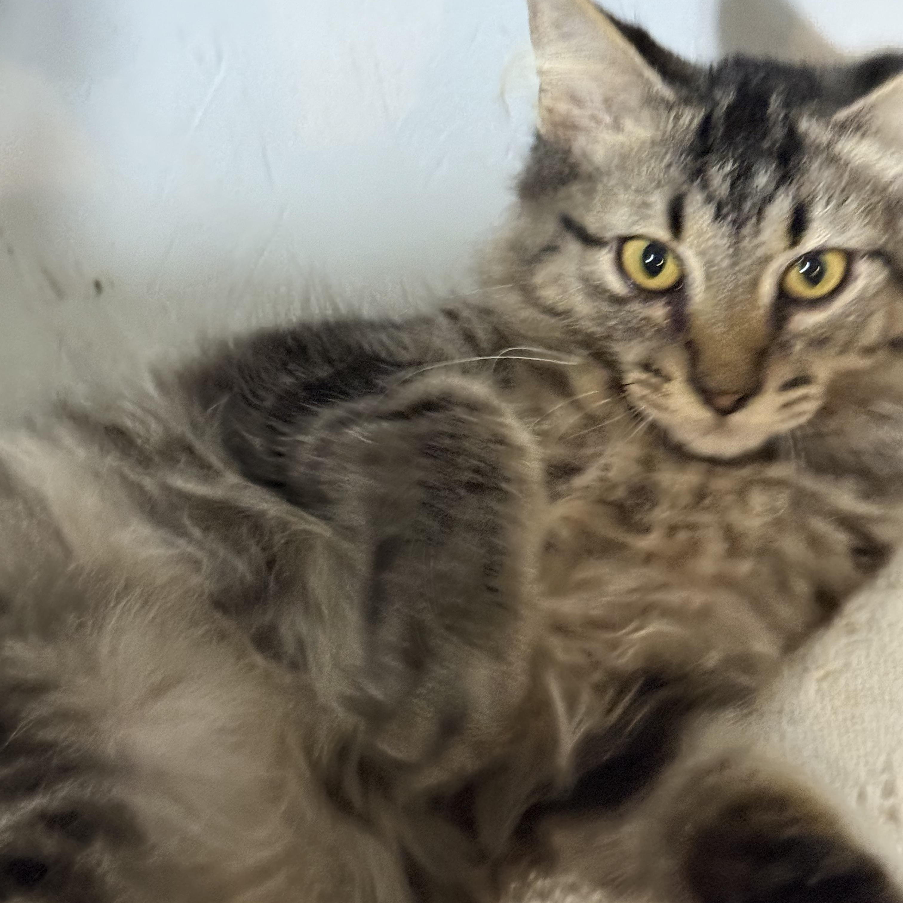 Slane, a Adoptable Domestic Medium Hair in Newton, IL image 1/4