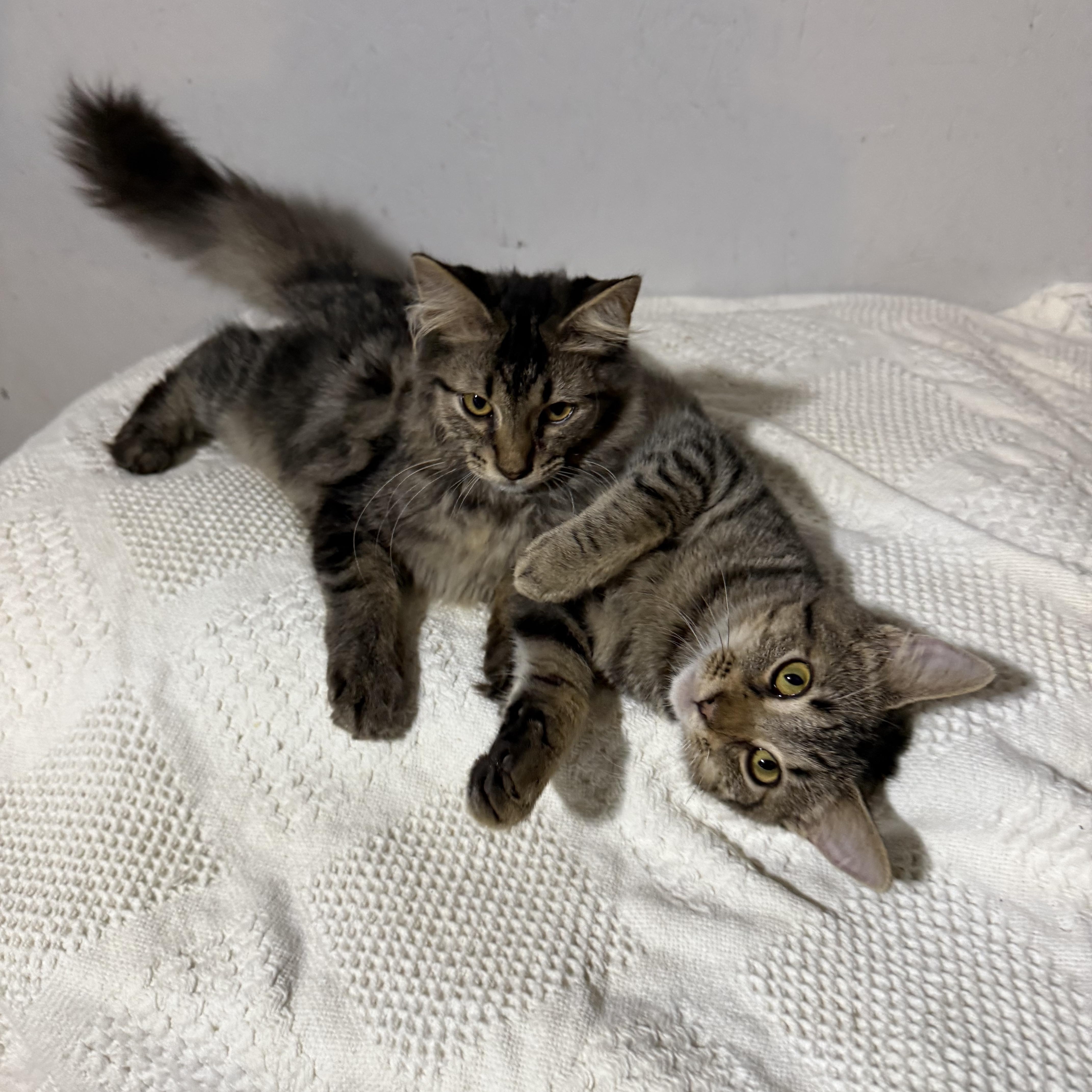 Slane, a Adoptable Domestic Medium Hair in Newton, IL image 2/4