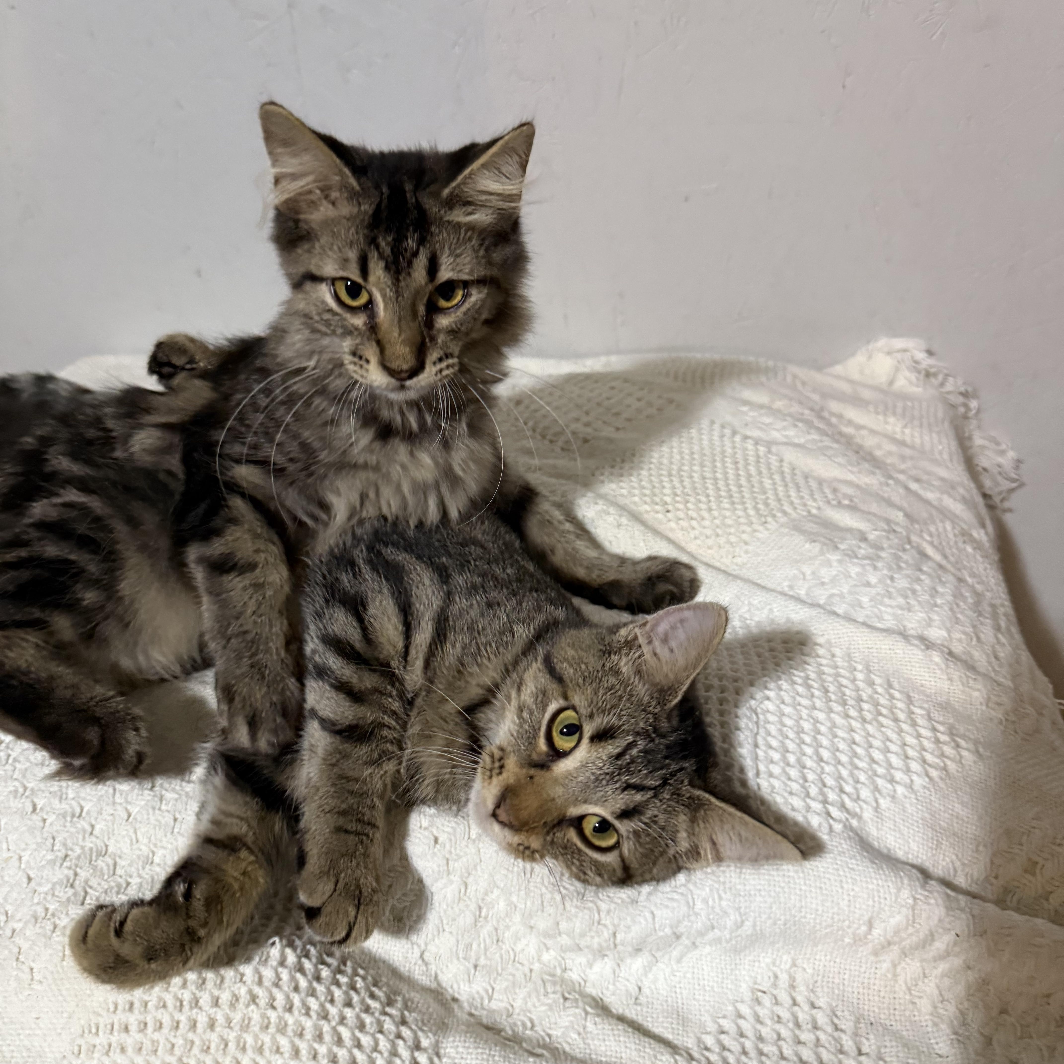 Slane, a Adoptable Domestic Medium Hair in Newton, IL image 3/4