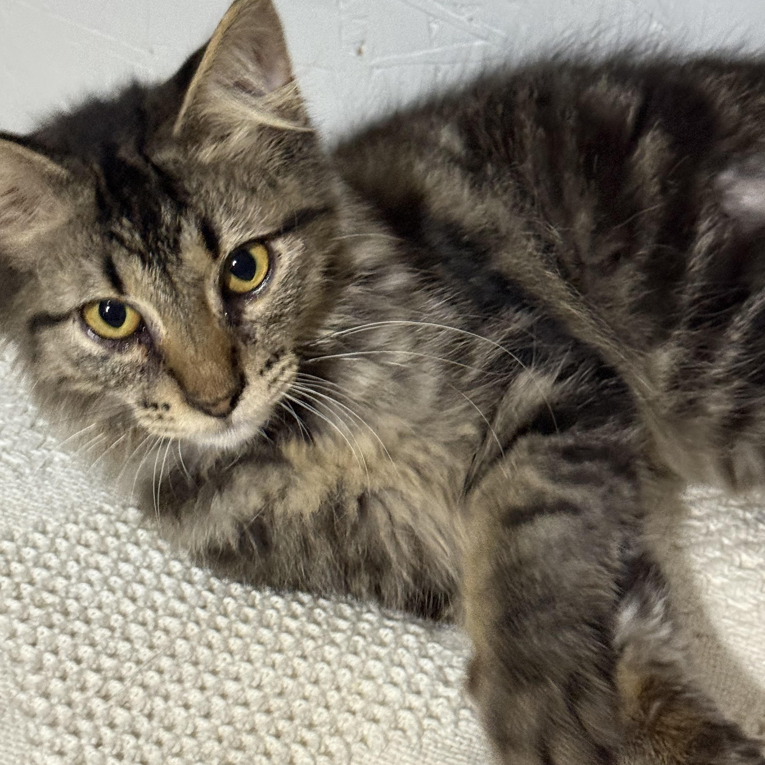 Slane, a Adoptable Domestic Medium Hair in Newton, IL image 4/4