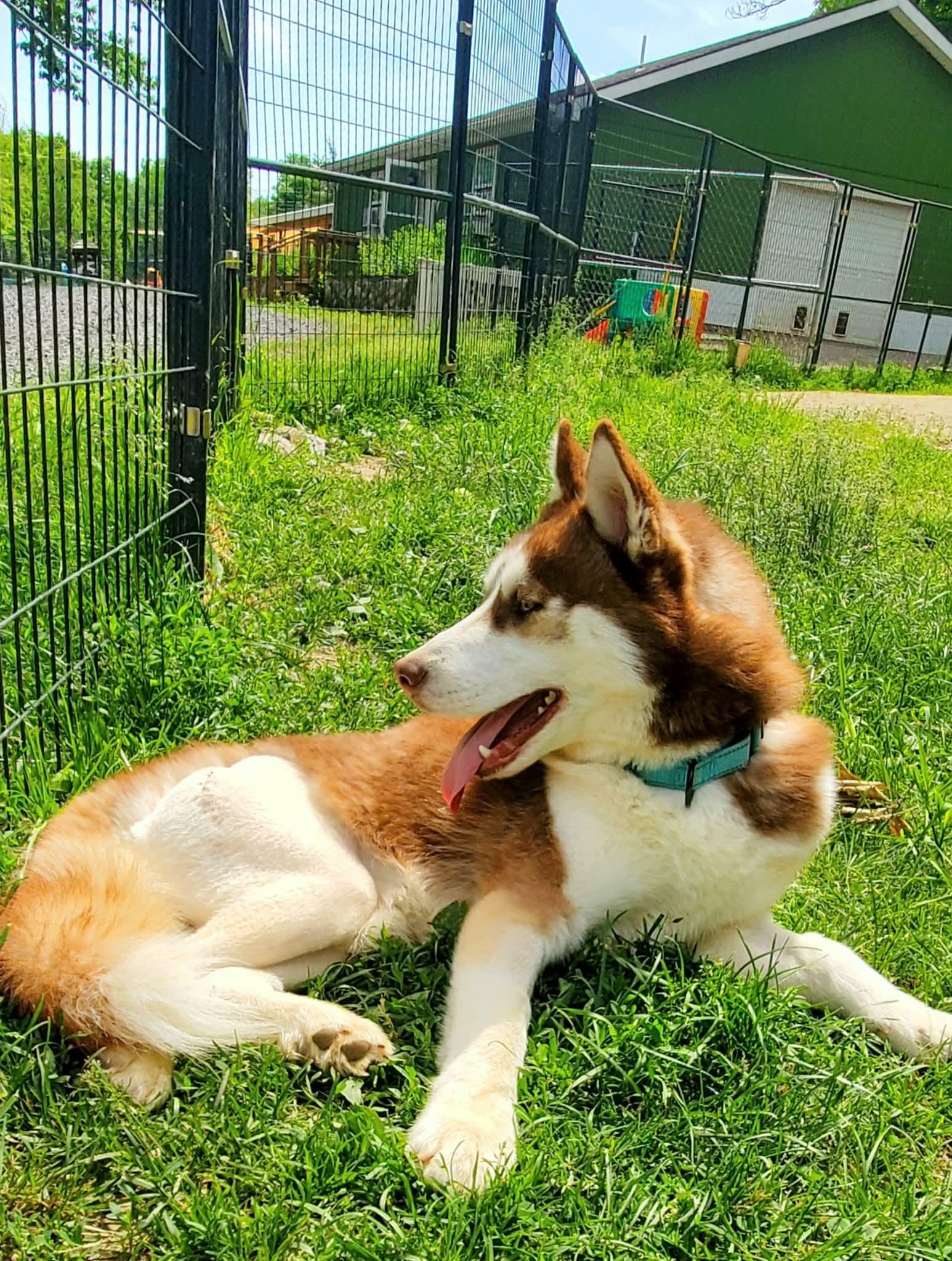 Enlarge Fish, a Adoptable mixed breed in Argyle, NY image 4/6