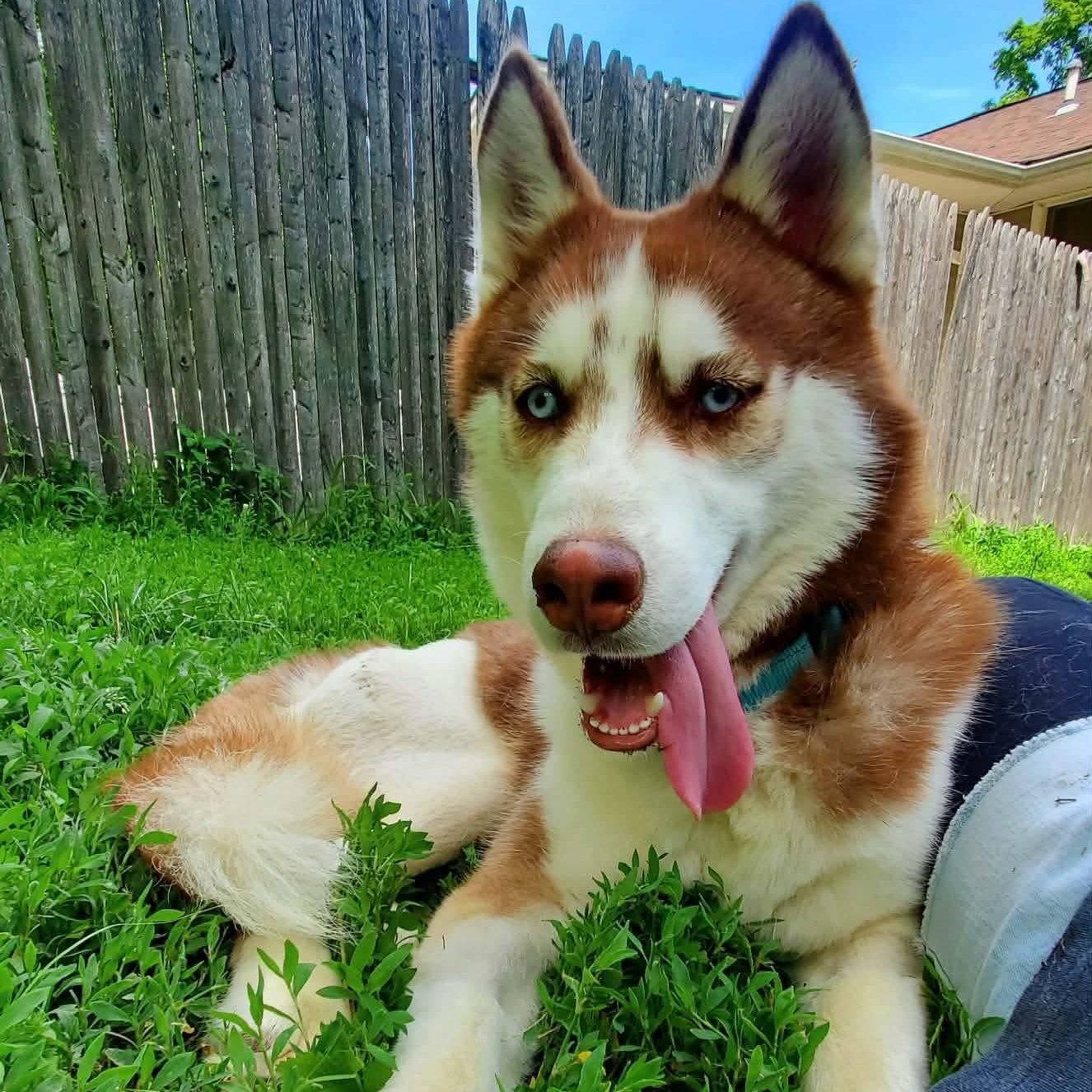 Enlarge Fish, a Adoptable mixed breed in Argyle, NY image 2/6
