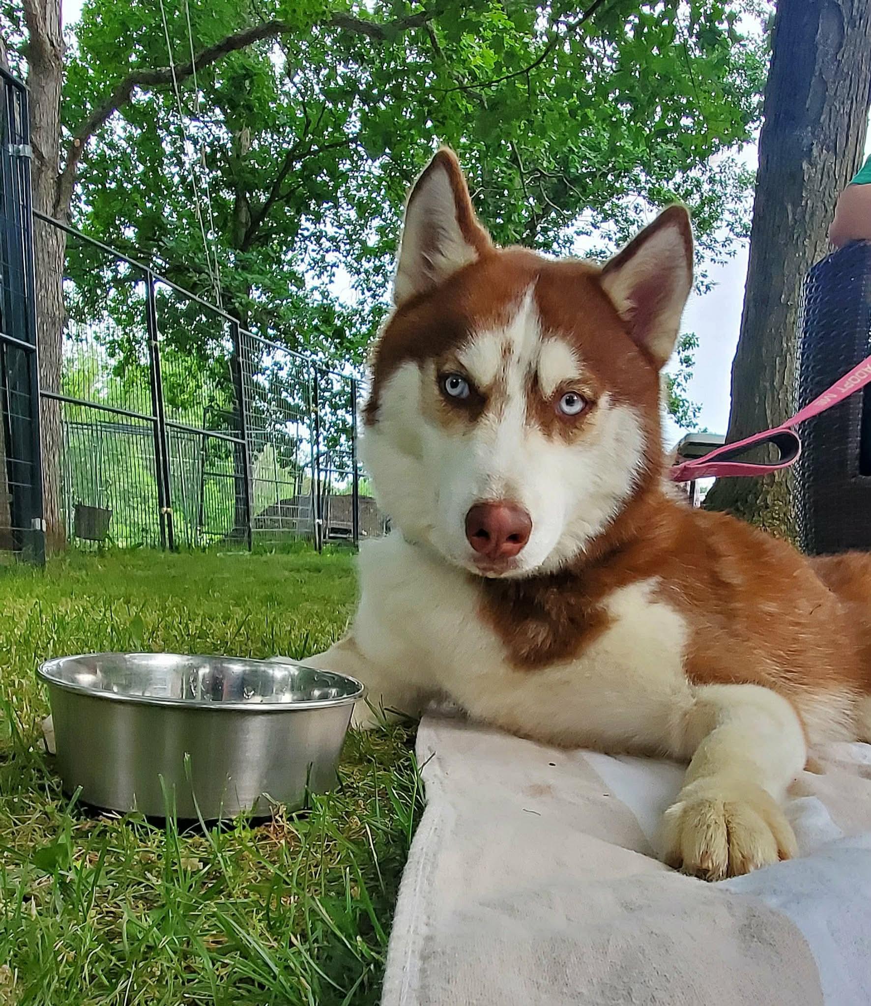 Enlarge Fish, a Adoptable mixed breed in Argyle, NY image 6/6