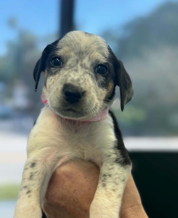 Enlarge Jack, a Adoptable mixed breed in Eutawville, SC image 3/5
