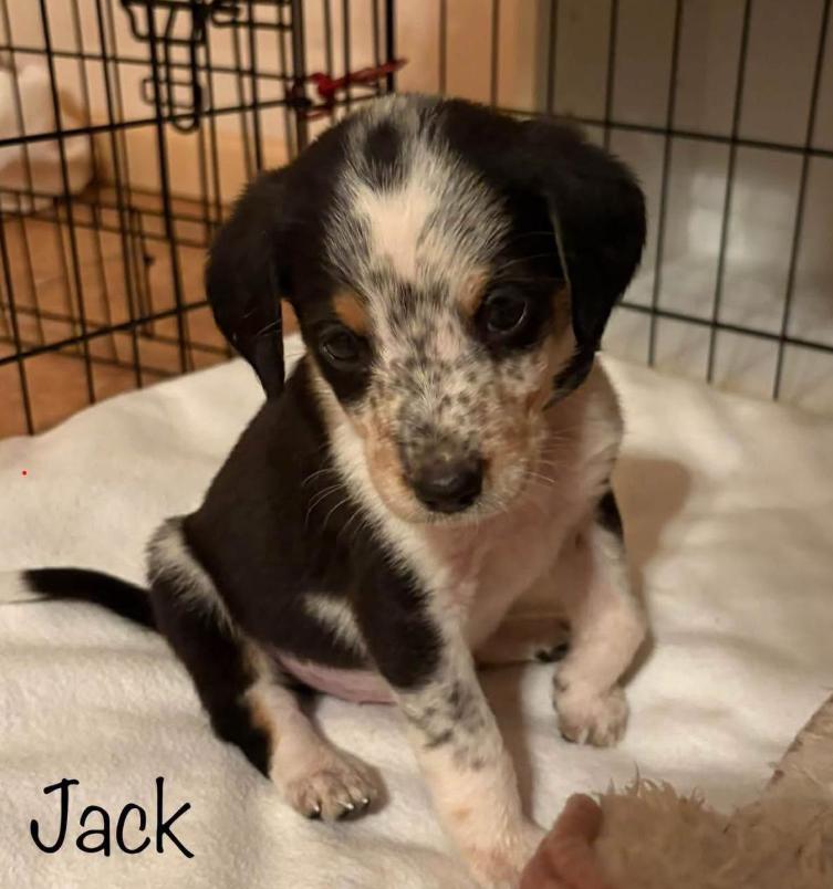 Enlarge Jack, a Adoptable mixed breed in Eutawville, SC image 2/5