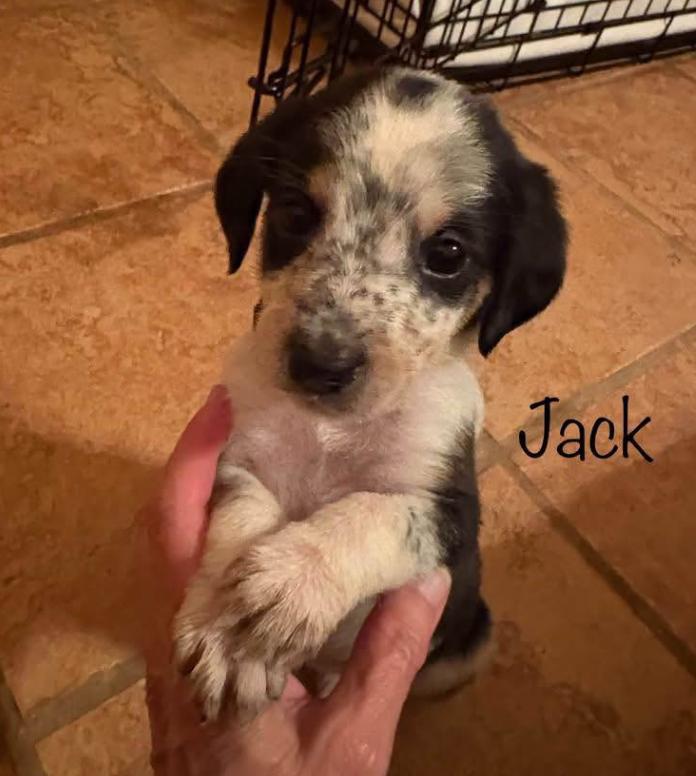 Jack, Adoptable, Puppy Male Mixed Breed.