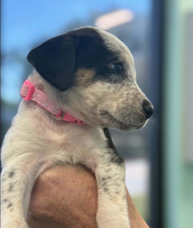 Enlarge Jack, a Adoptable mixed breed in Eutawville, SC image 4/5
