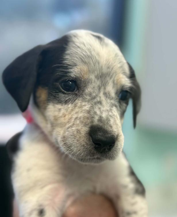 Enlarge Jack, a Adoptable mixed breed in Eutawville, SC image 5/5