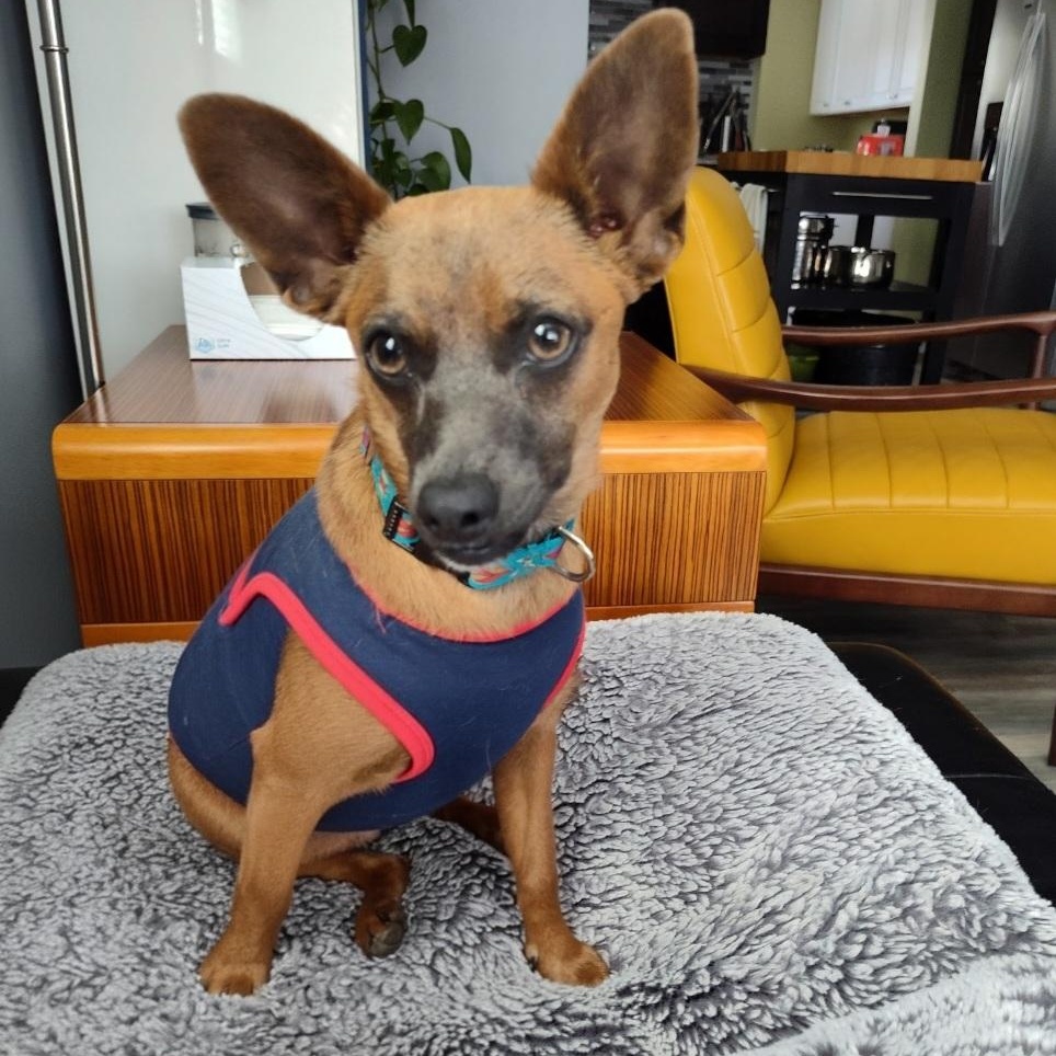 Stevie — thumbnail 2