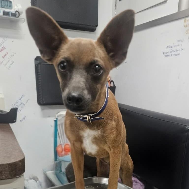 Stevie — thumbnail 3