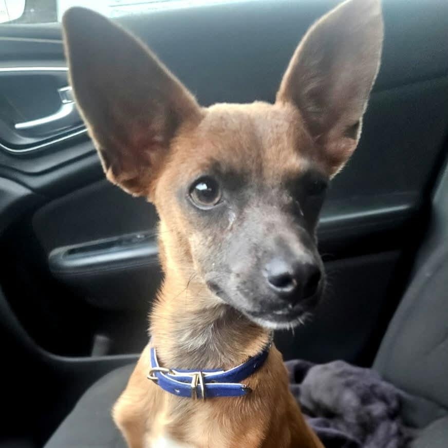 Stevie — thumbnail 4