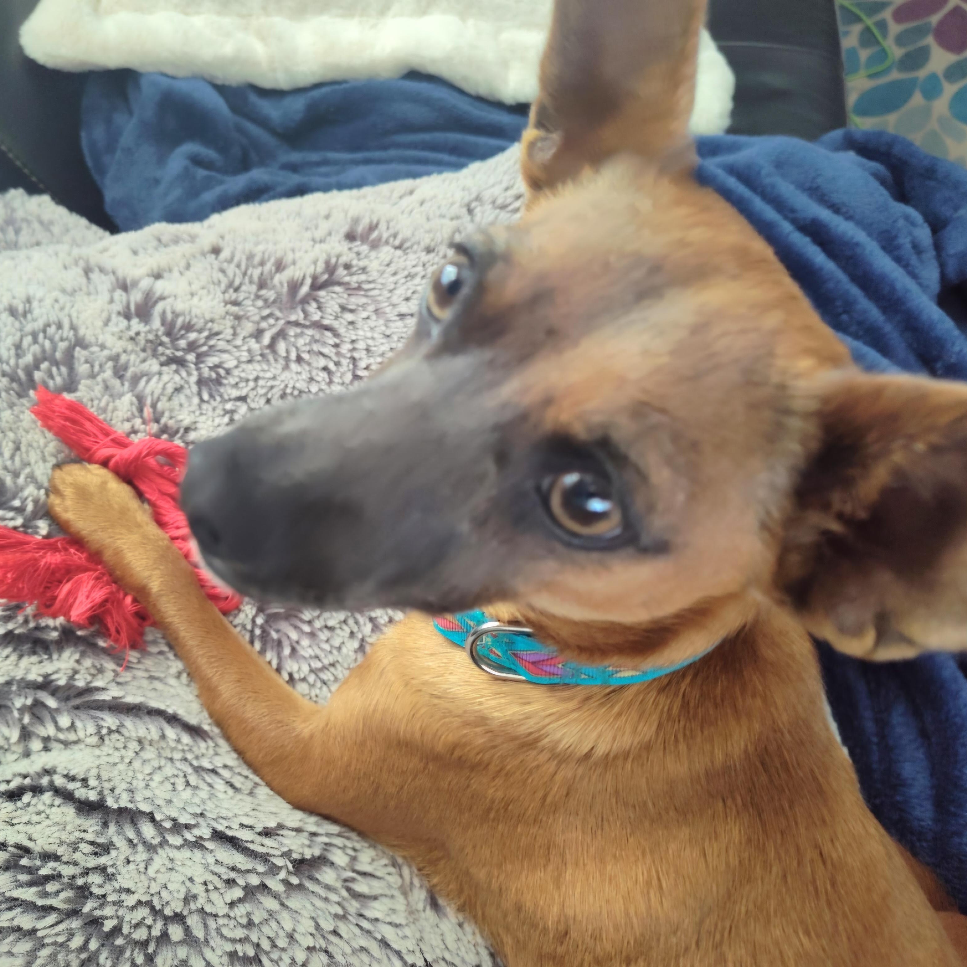 Stevie — thumbnail 5