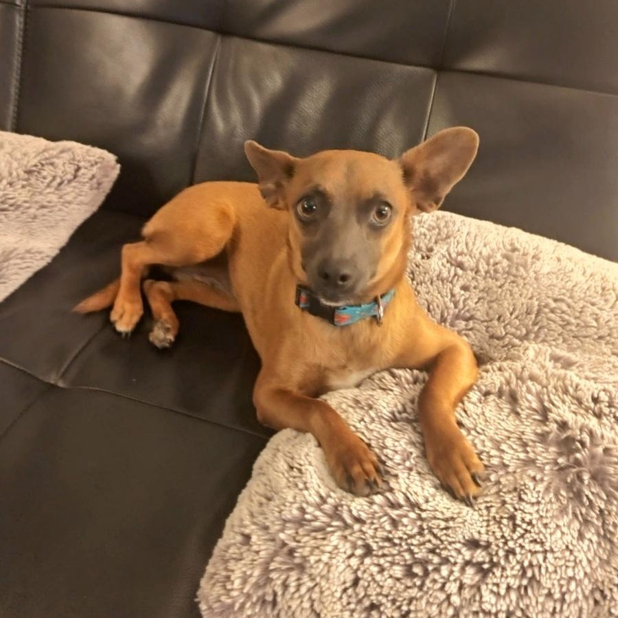 Stevie — thumbnail 6