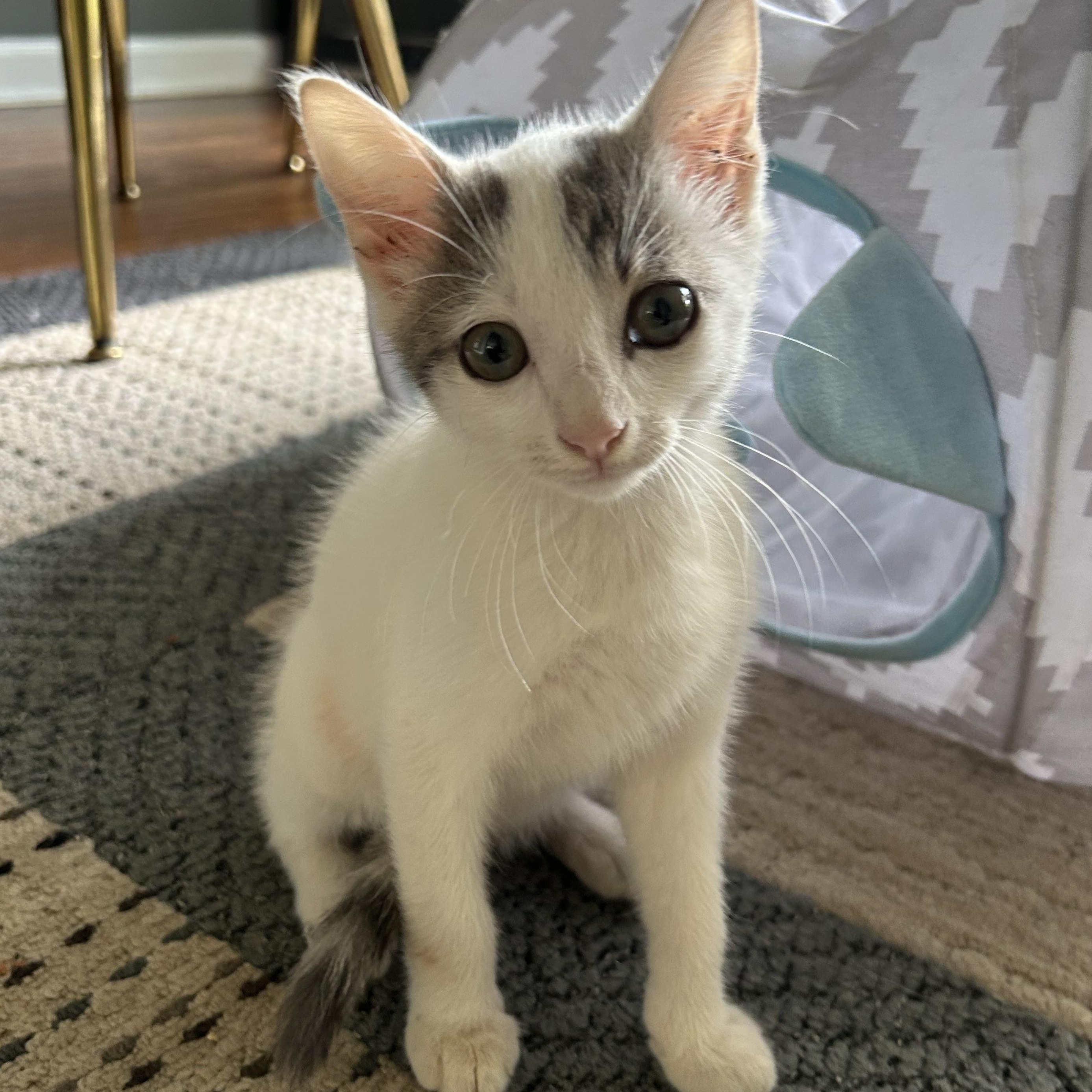 James American Shorthair Cat