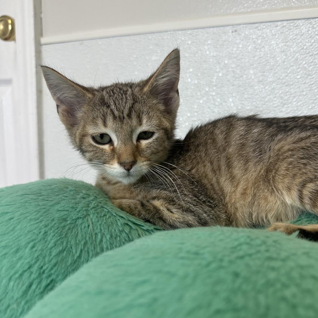 Pumbaa, Adoptable, Kitten Male Domestic Short Hair.