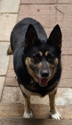 Marilyn, a Adoptable mixed breed in Lakeland, FL image 1/2