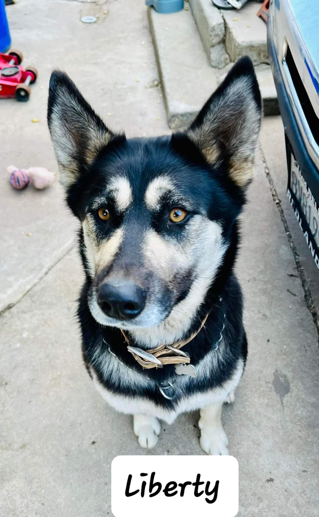 Marilyn, a Adoptable mixed breed in Lakeland, FL image 2/2