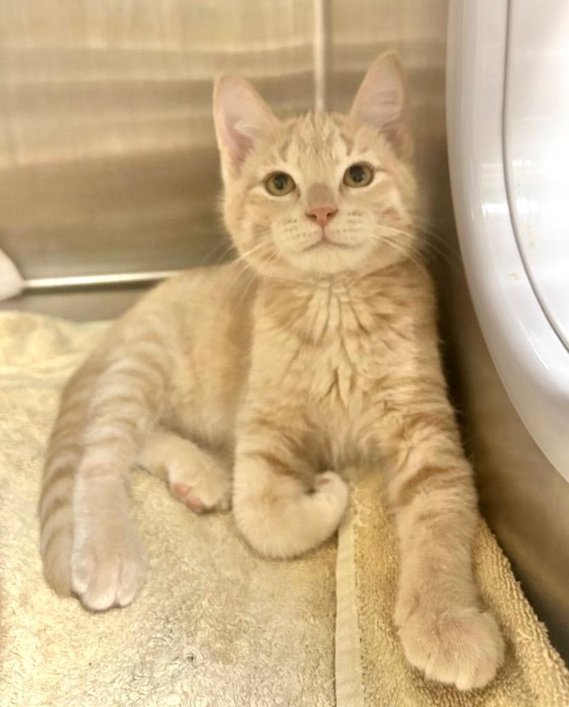 Deuce, Adoptable, Kitten Male Domestic Short Hair.