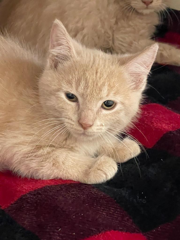 Deuce, Adoptable, Kitten Male Domestic Short Hair.