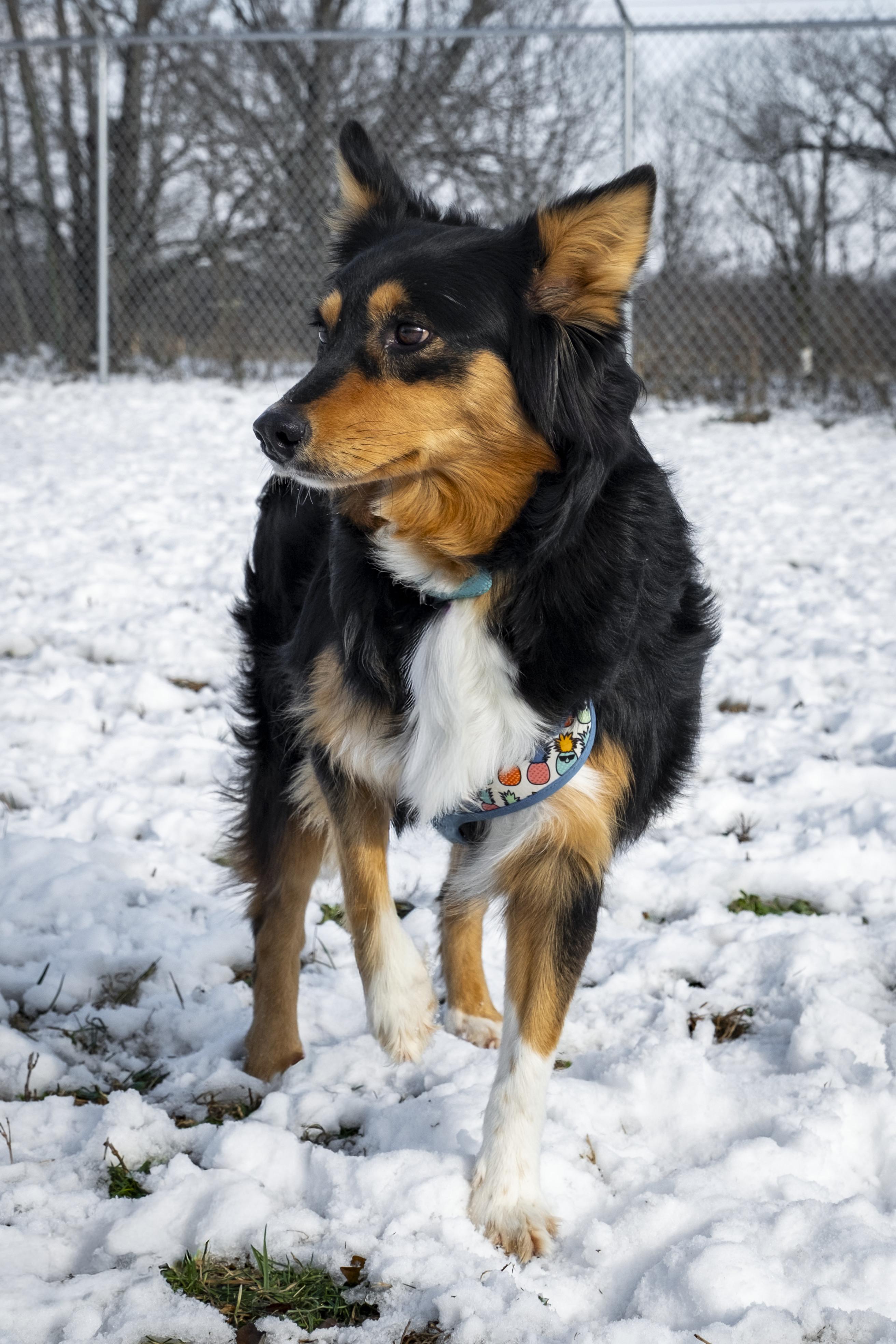 Enlarge Sophie, a ADOPTABLE Australian Shepherd in Muncie, IN image 2/3