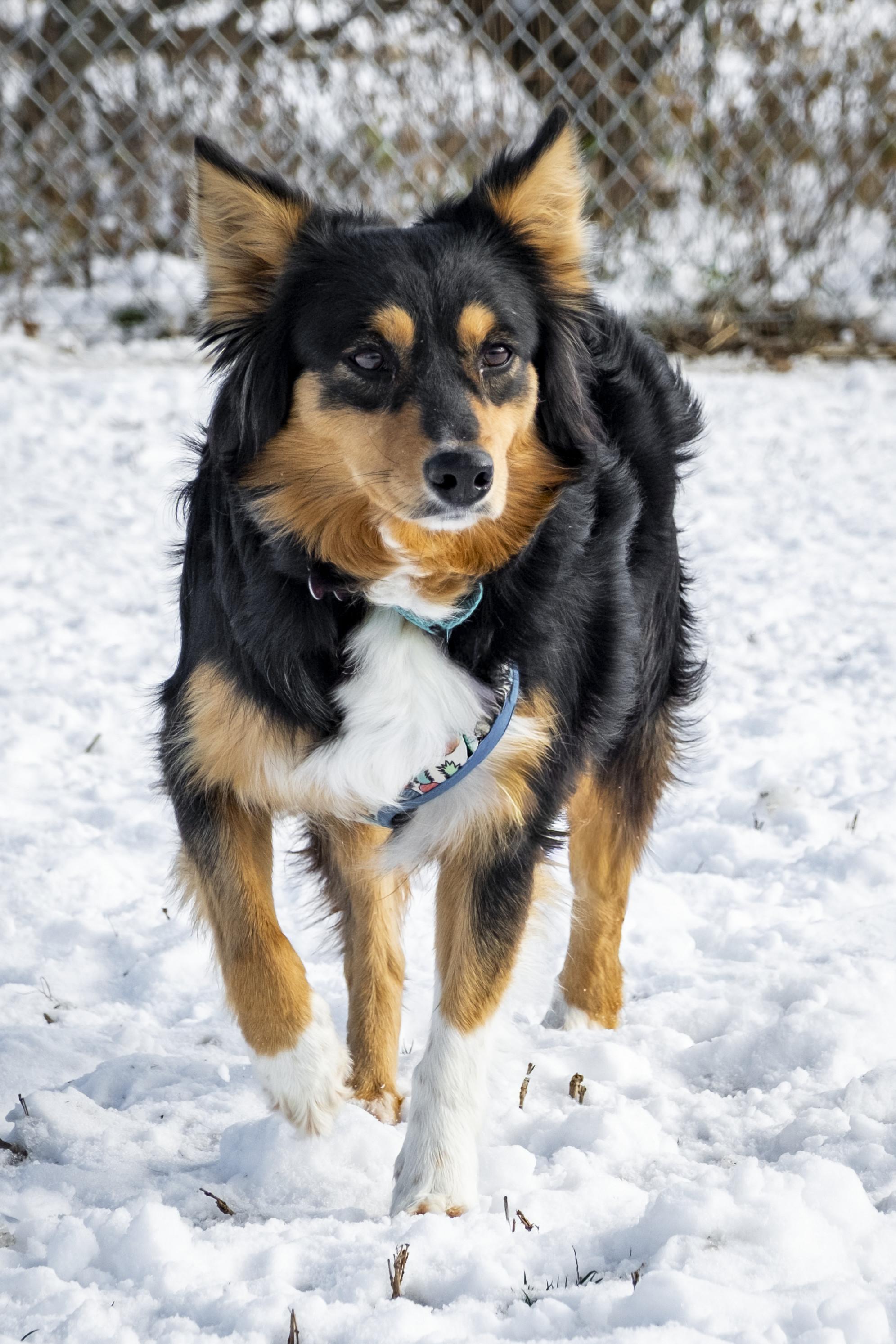 Sophie, ADOPTABLE, Adult Female Australian Shepherd.