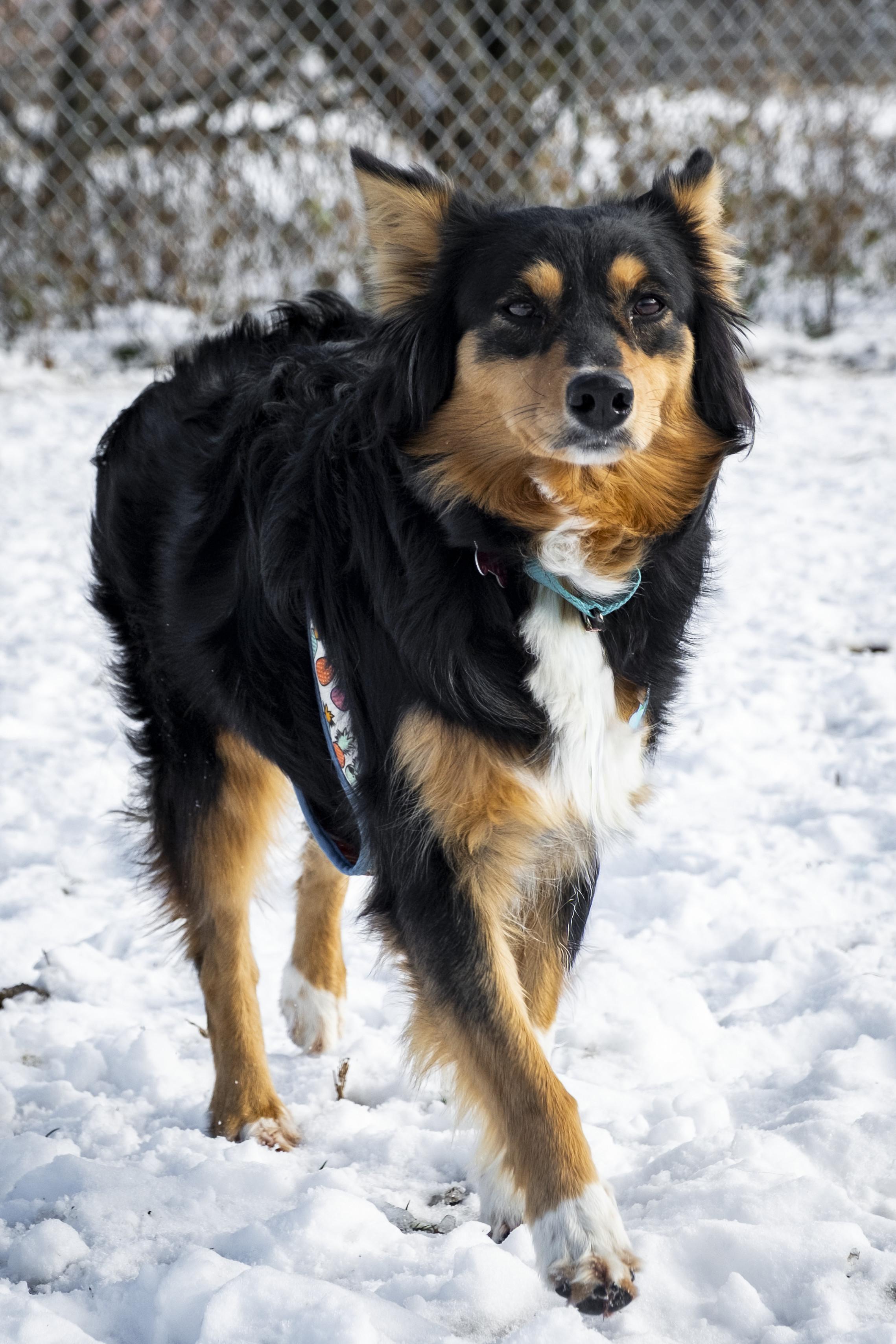 Enlarge Sophie, a ADOPTABLE Australian Shepherd in Muncie, IN image 3/3