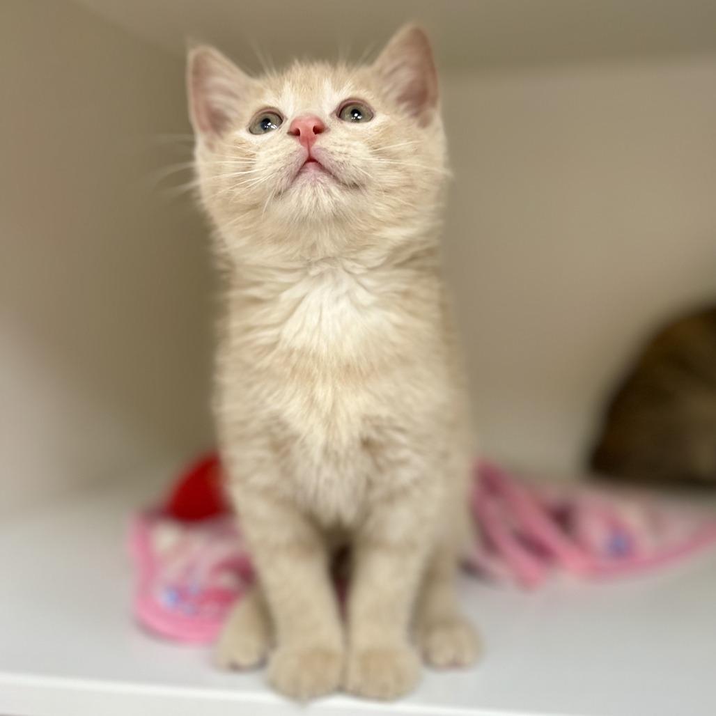 Miguel, Adopted, Kitten Male Domestic Short Hair.