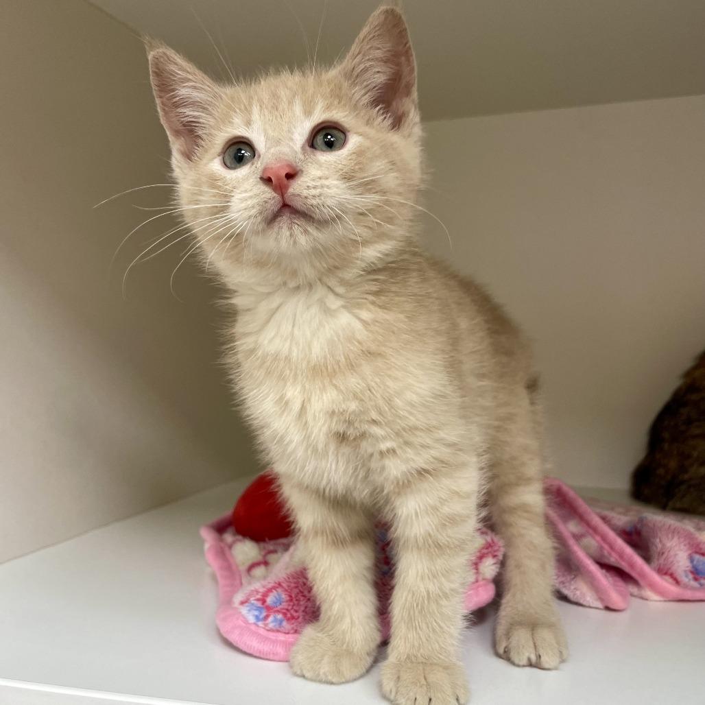 Enlarge Miguel, a Adopted Domestic Short Hair in Champaign, IL image 2/3