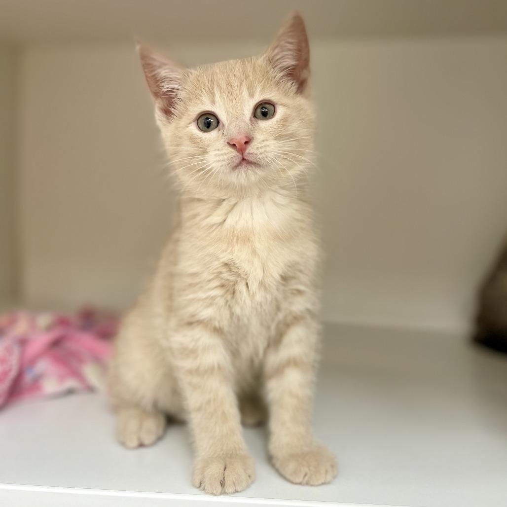 Enlarge Miguel, a Adopted Domestic Short Hair in Champaign, IL image 3/3