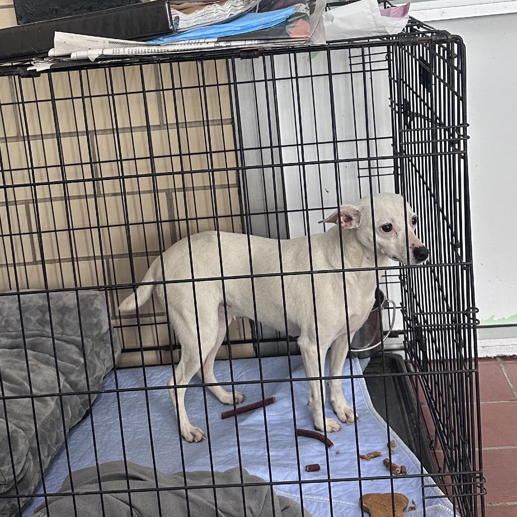 Chloe, Adoptable, Young Female Feist.