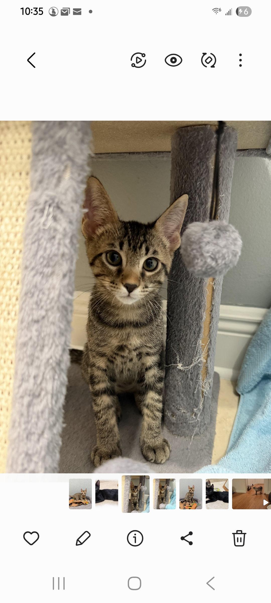 Jupiter, Adoptable, Young Male Domestic Short Hair.