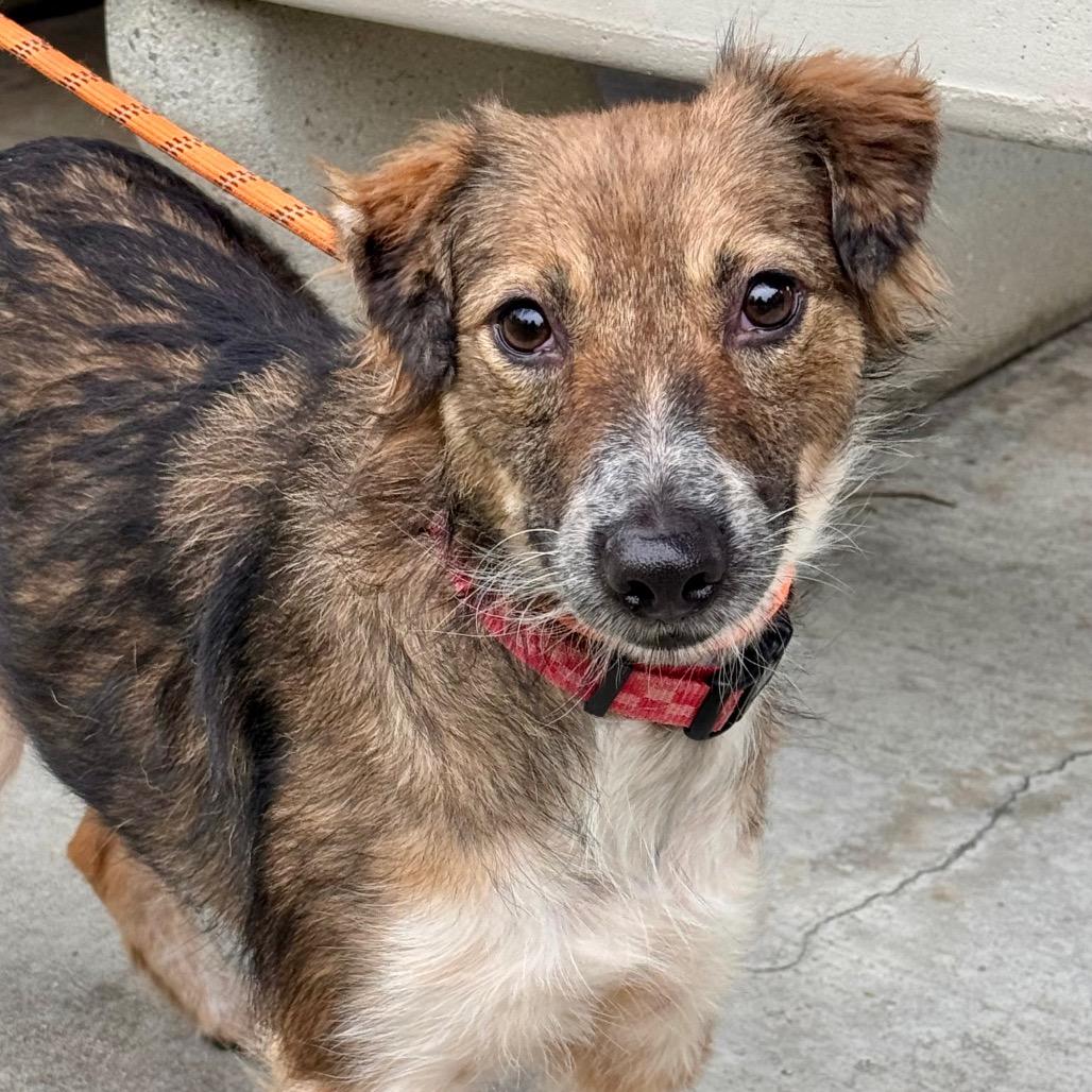 Twix - City of industry Location, Adoptable, Adult Female Australian Shepherd & Mixed Breed.