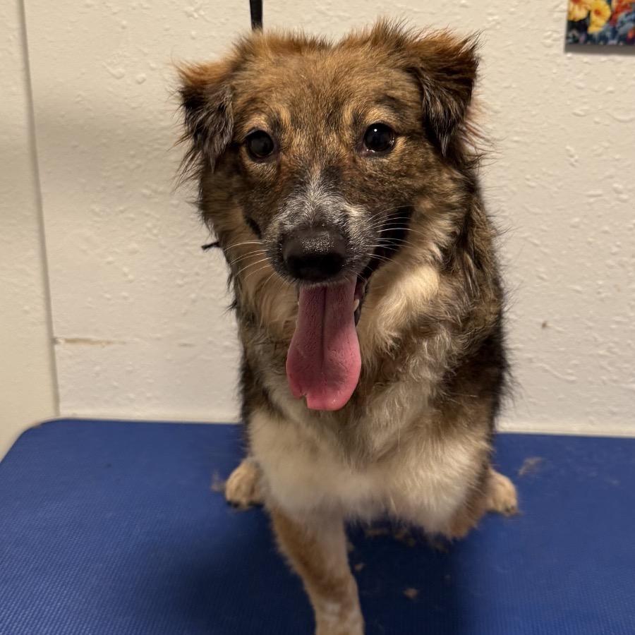 Enlarge Twix - Costa Mesa Location, a Adoptable mixed breed in Chino Hills, CA image 2/6